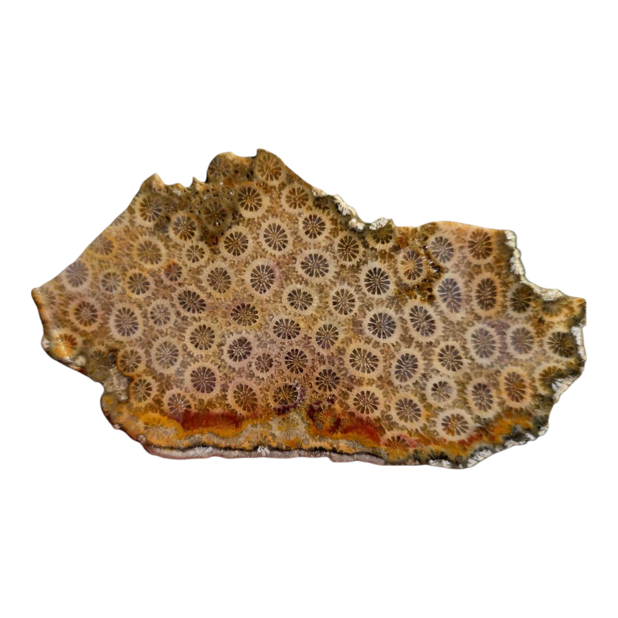 Indonesian Fossil Coral Slab – Butterscotch with Red Banding Flowering Pattern #3562-Photo2