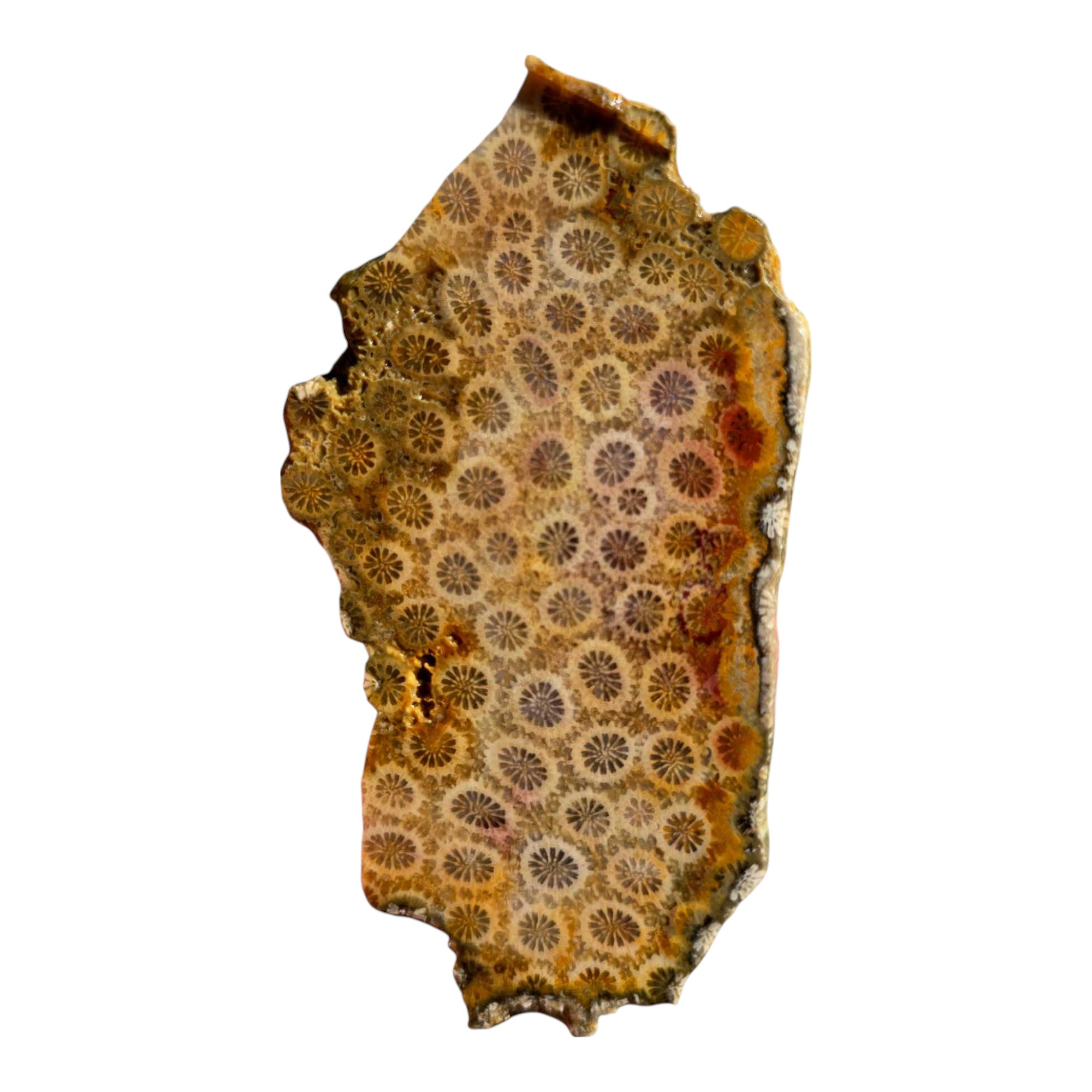 Indonesian Fossil Coral Slab – Butterscotch with Red Banding Flowering Pattern #3562-Photo3