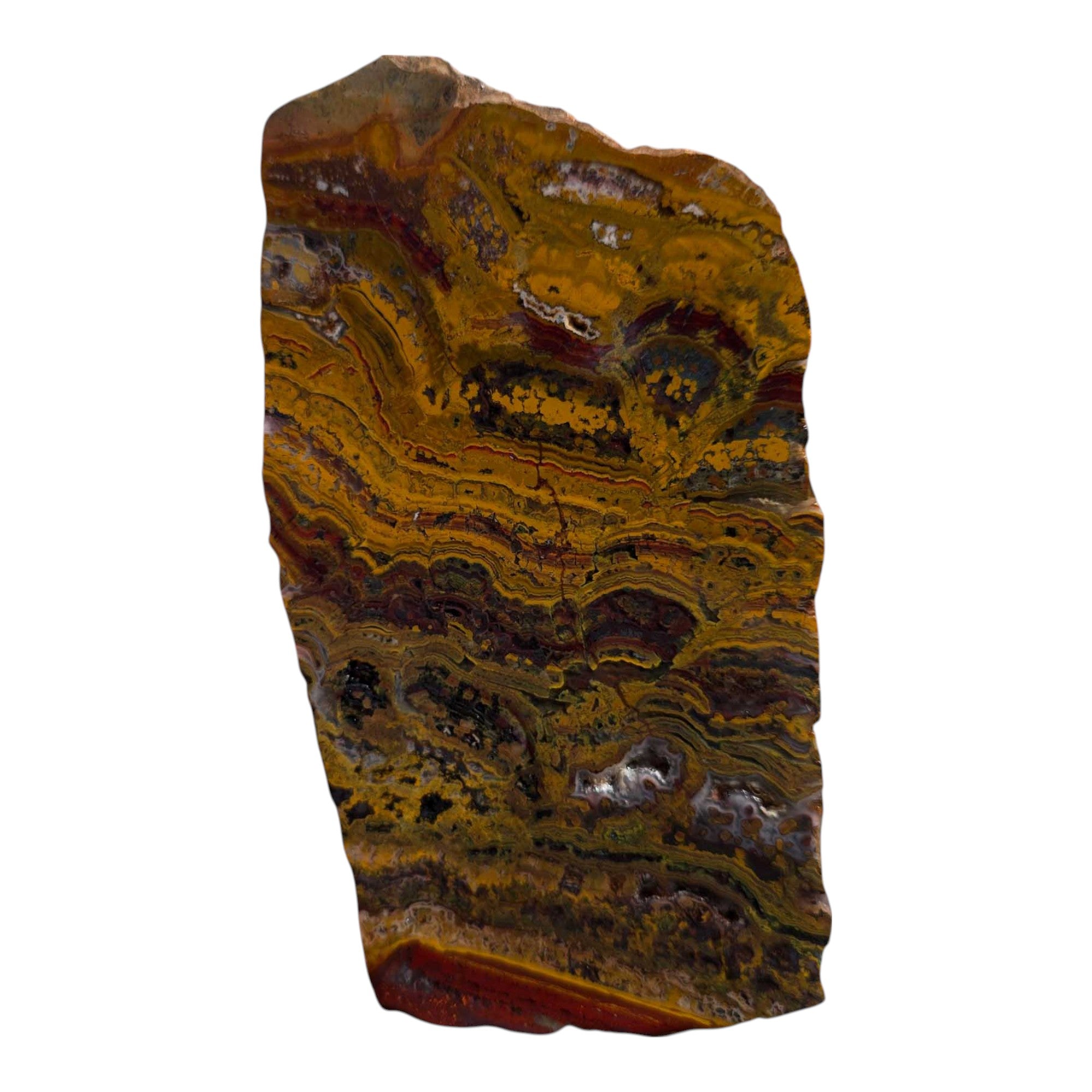 Apple Valley Jasper Slab – Fossil Stromatolite Lapidary Stone from Morocco