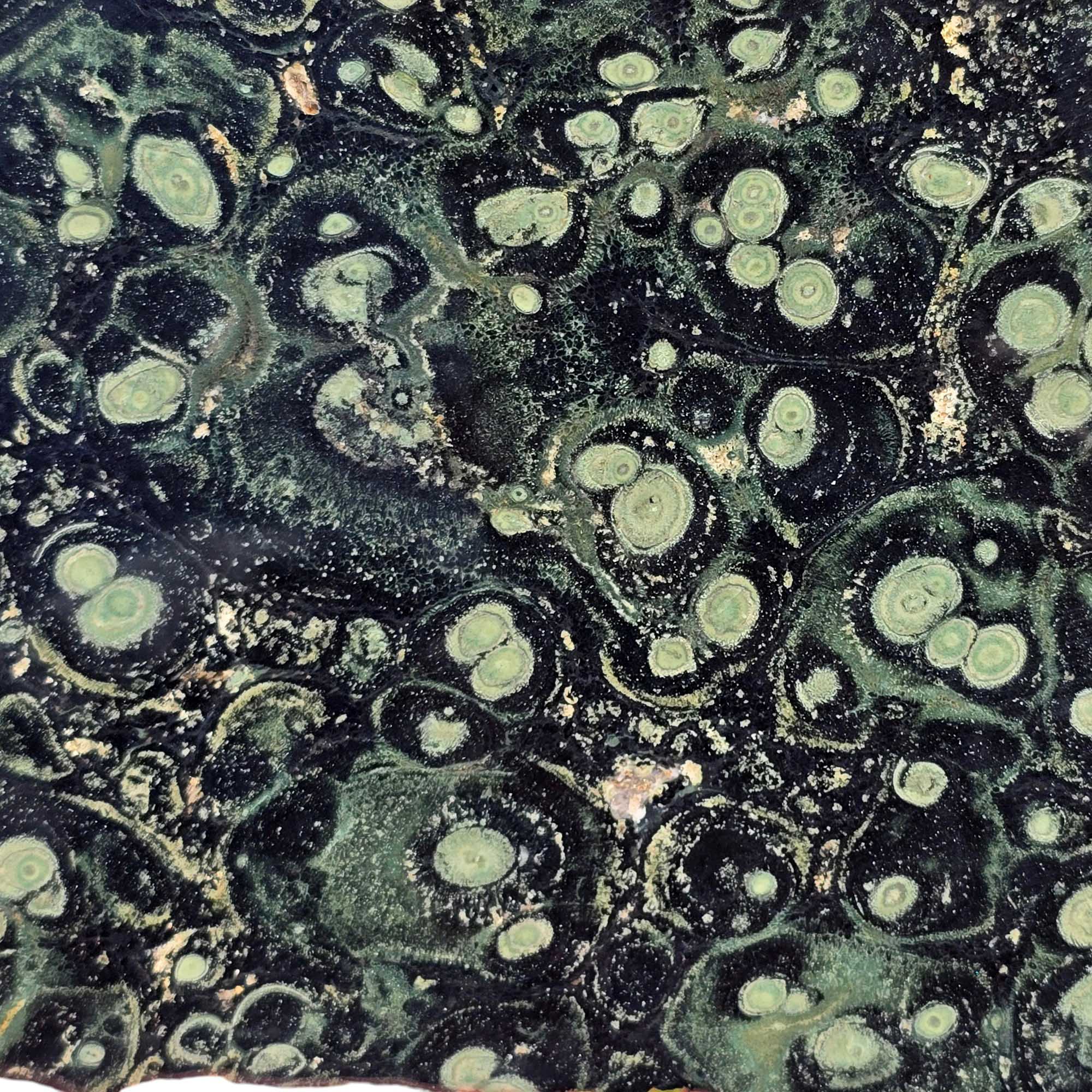 Kambaba Jasper Slab – Orbicular Stromatolite with Cab-Ready Areas