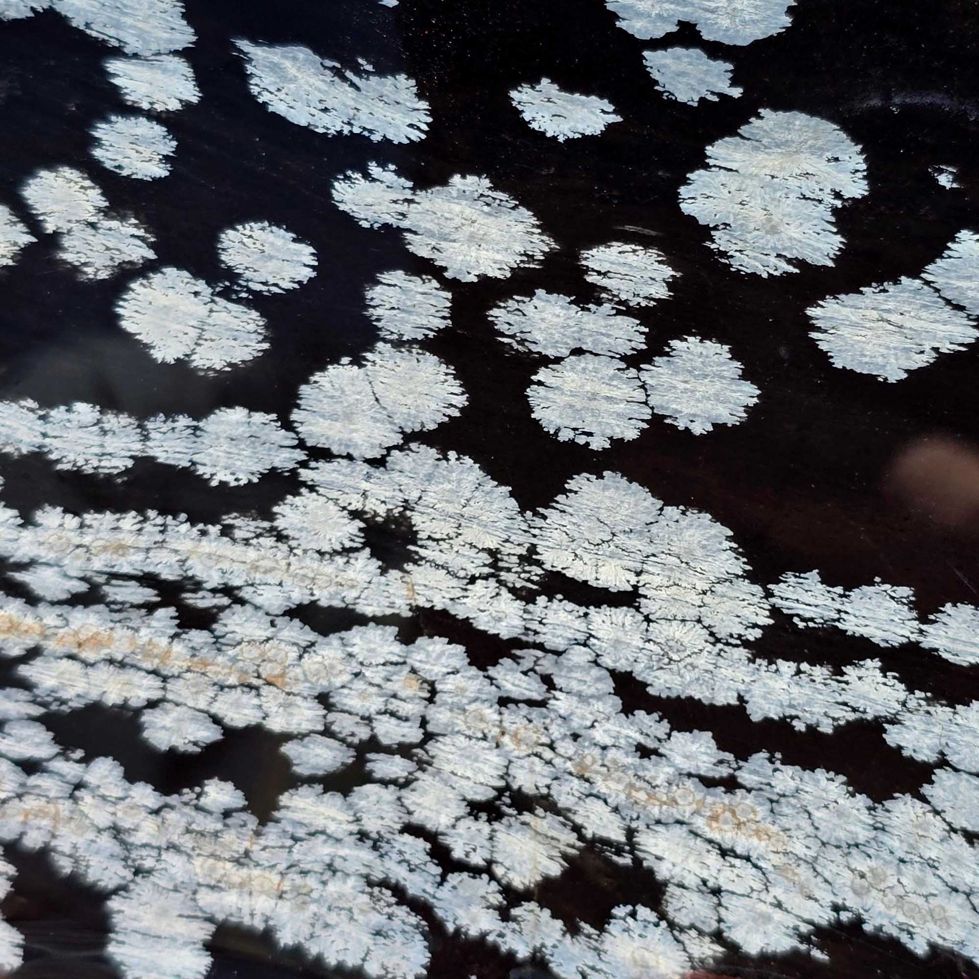 Snowflake Obsidian Slab – Large Cut with Bold White Crystal Patterns