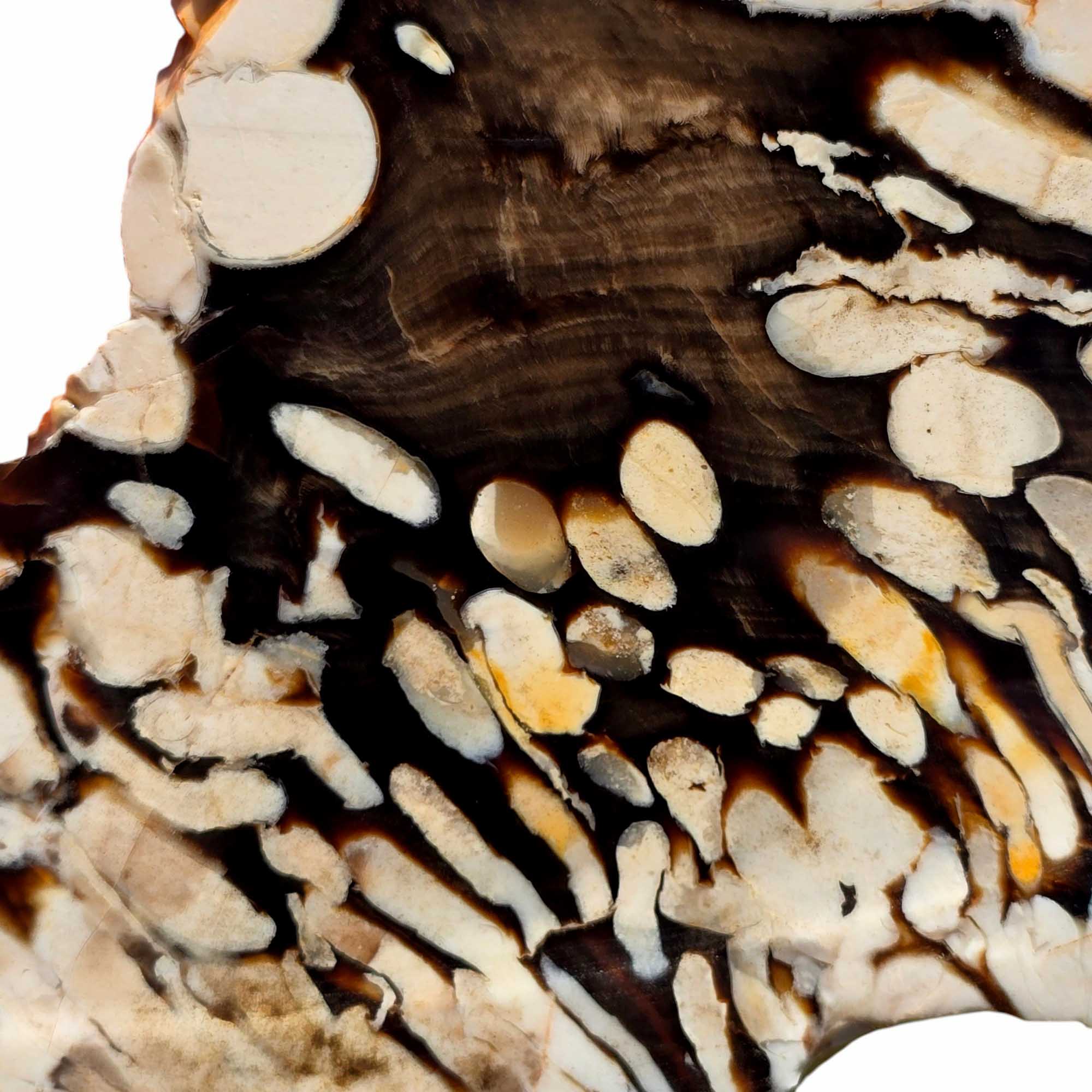 Fossil Peanut Wood Slab – Iconic Teredo Tunnel Pattern for Lapidary