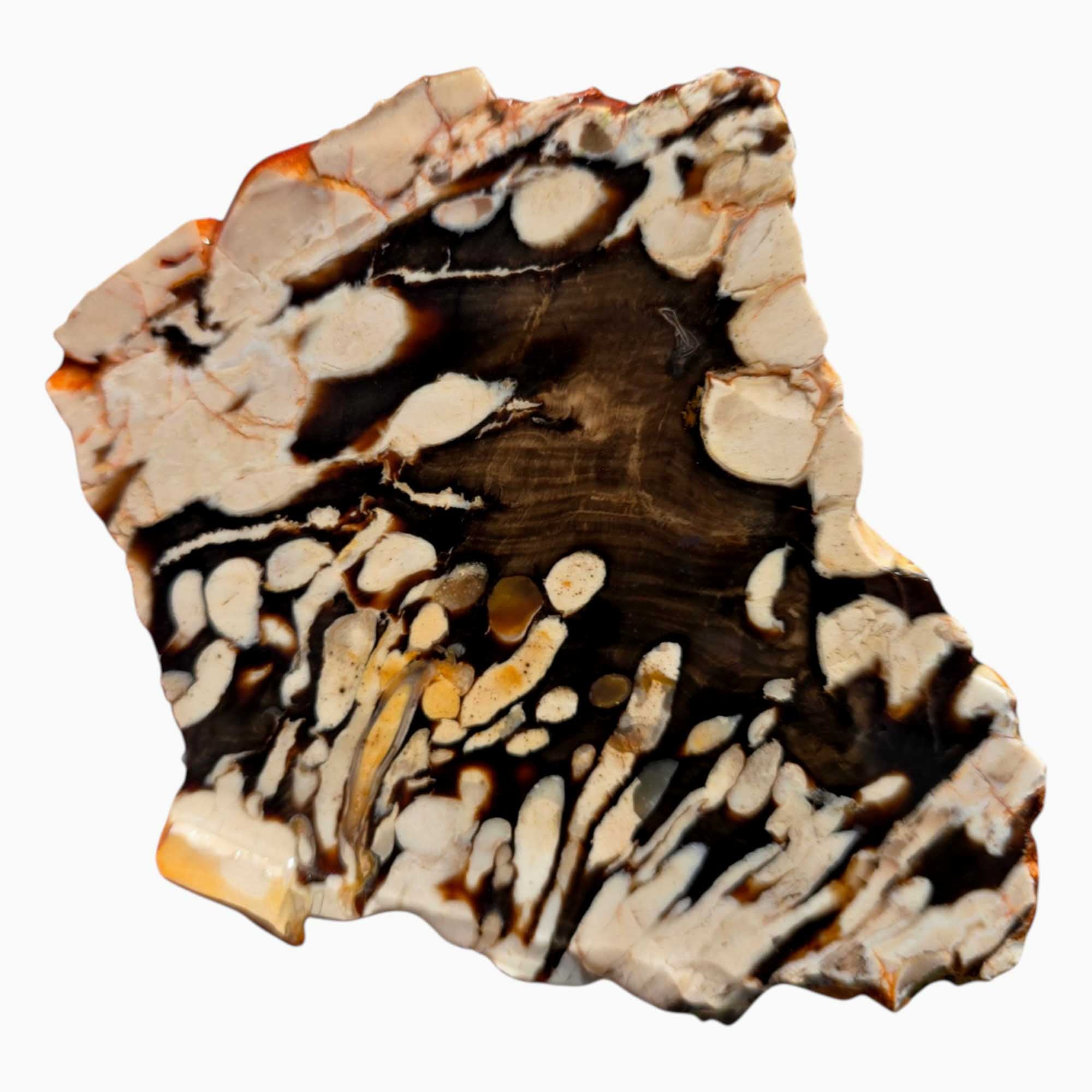 Fossil Peanut Wood Slab – Iconic Teredo Tunnel Pattern for Lapidary