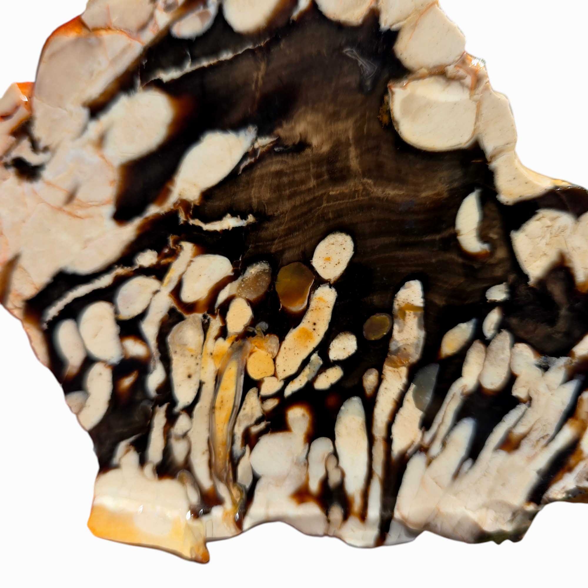 Fossil Peanut Wood Slab – Iconic Teredo Tunnel Pattern for Lapidary