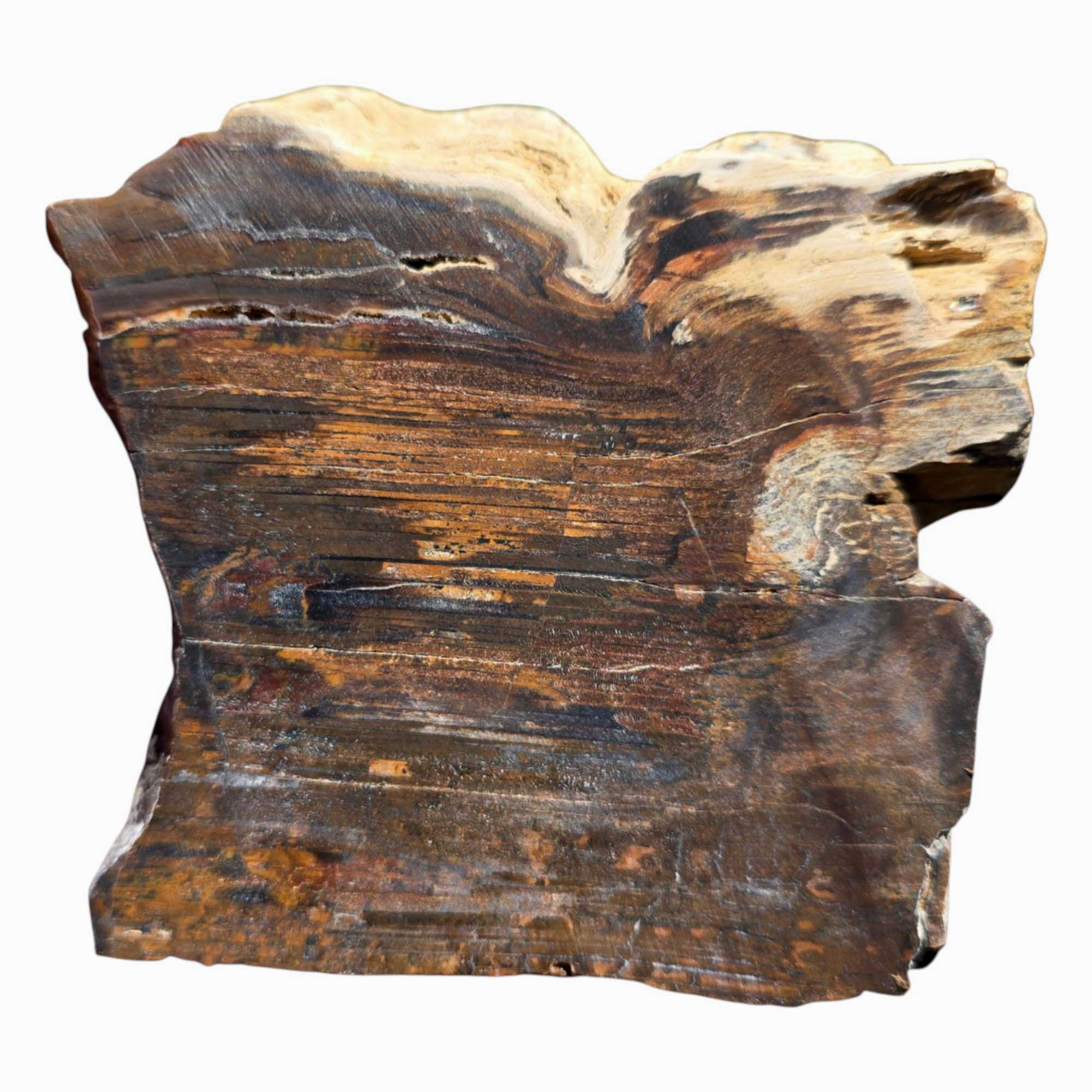 Old Stock Petrified Wood Slab Dry – Bold Grain Rustic Colors #3598-7