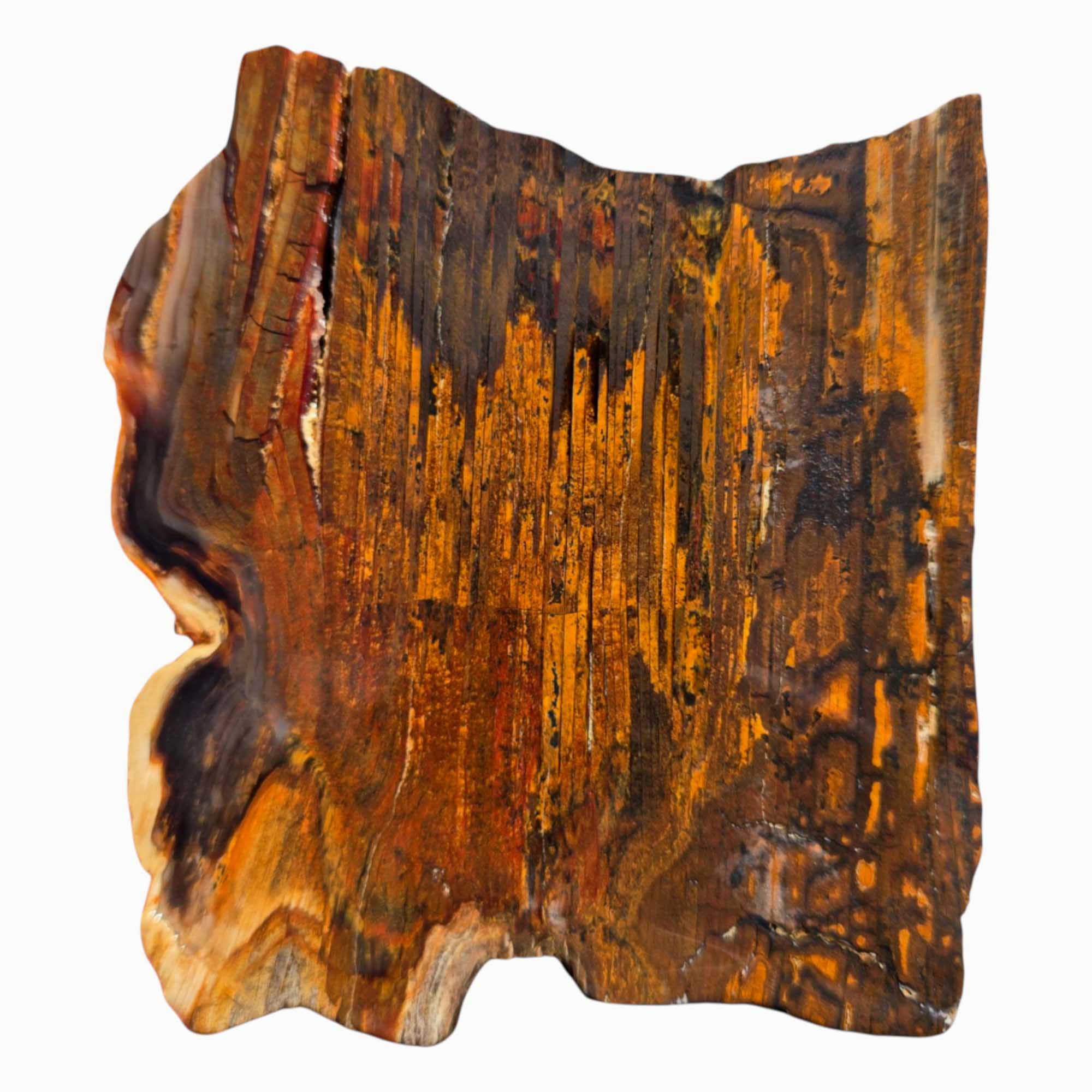 Old Stock Petrified Wood Slab – Bold Grain Rustic Colors #3598-4