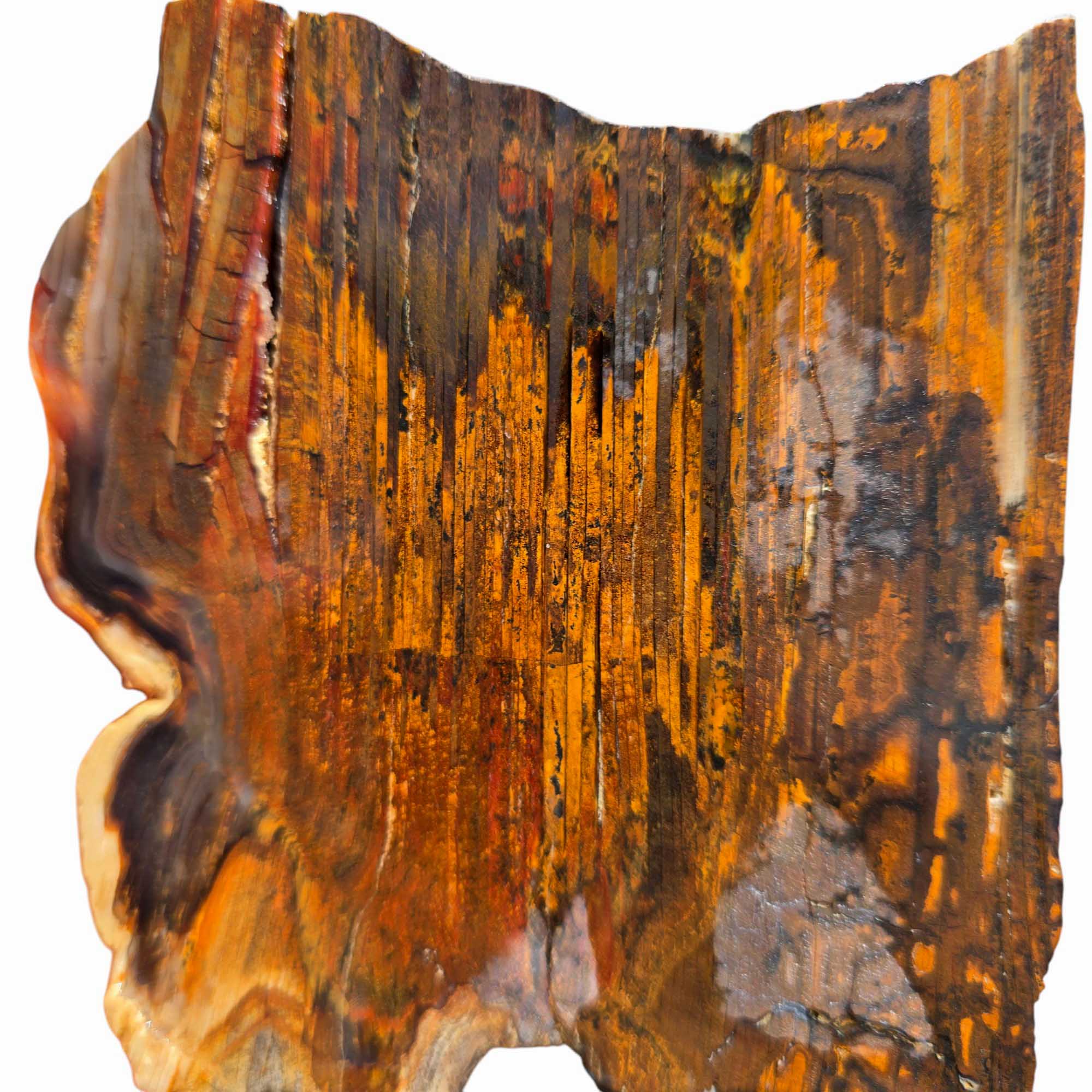 Old Stock Petrified Wood Slab – Bold Grain Rustic Colors #3598-5