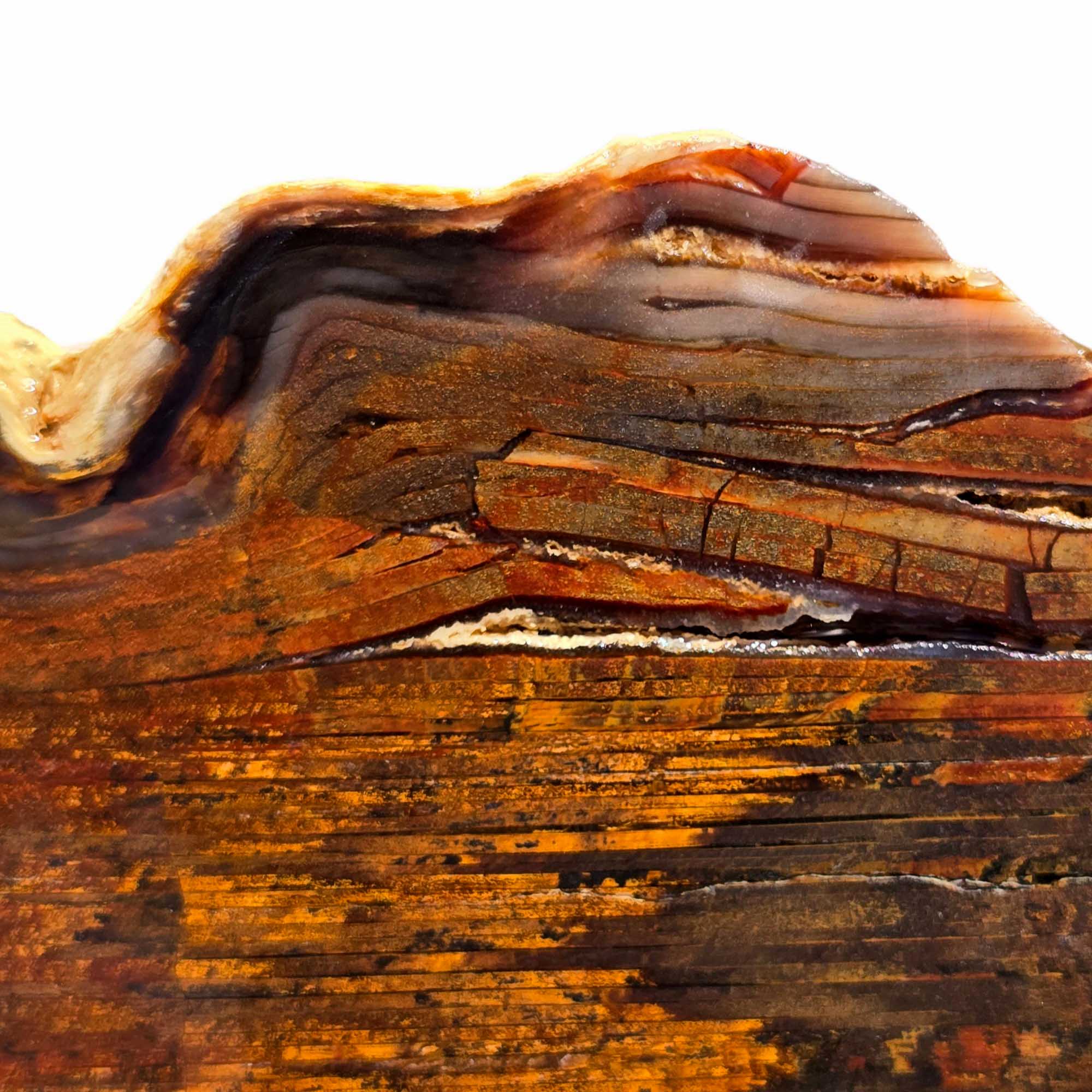 Old Stock Petrified Wood Slab – Bold Grain Rustic Colors #3598-6
