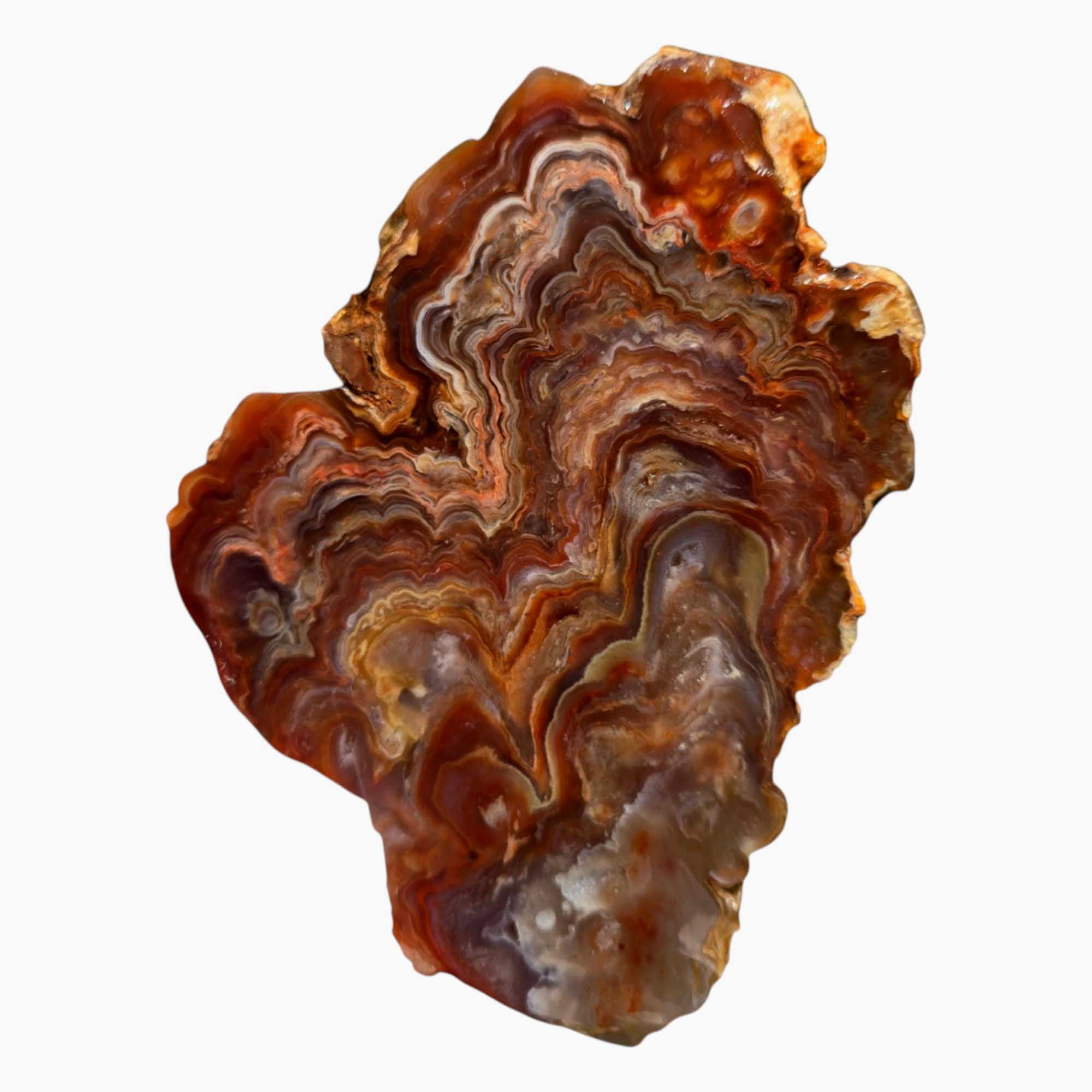 Fire Horizon Agate Slab – Mushroom Plume Lace & Quartz Inclusions