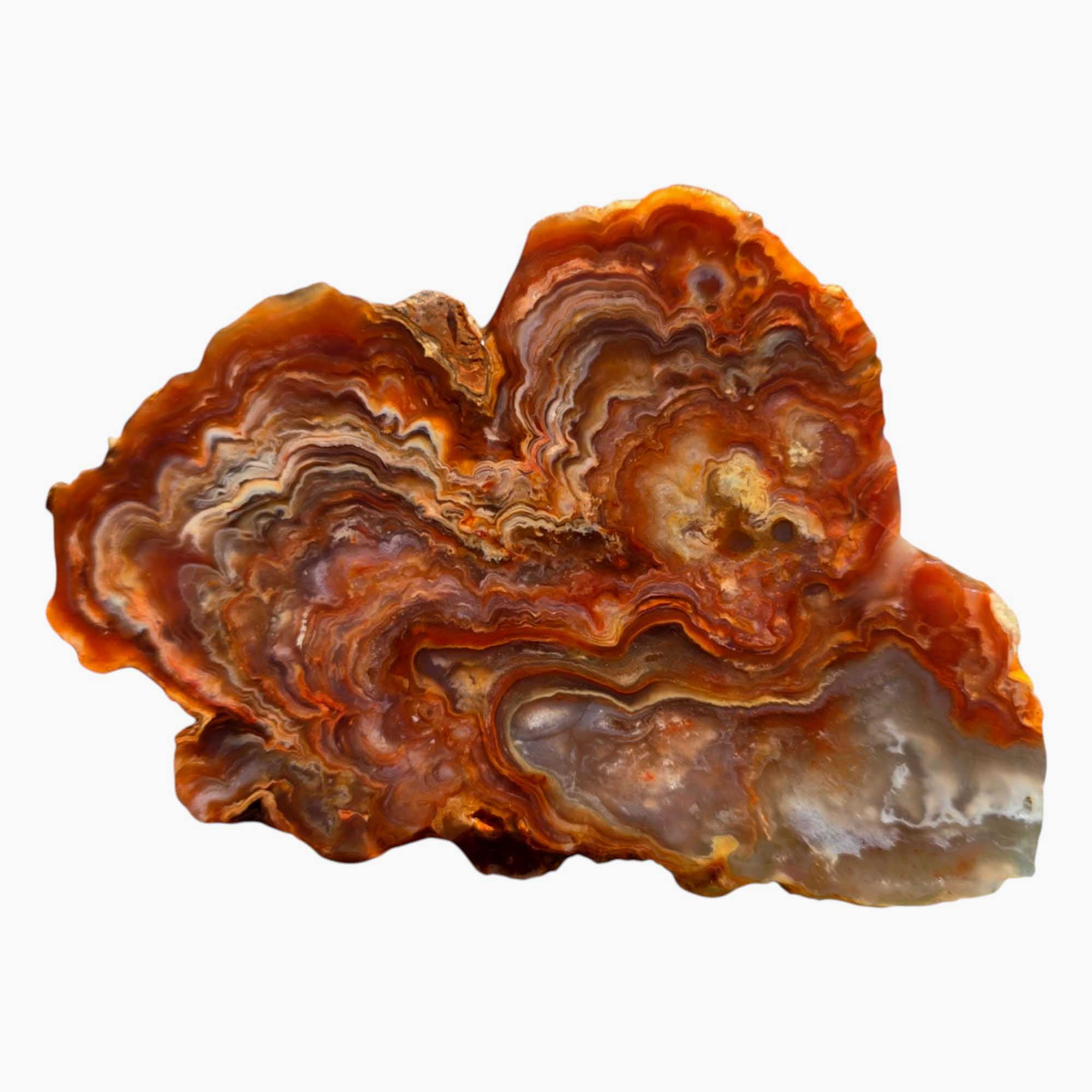 Fire Horizon Agate Slab – Mushroom Plume Lace & Quartz Inclusions