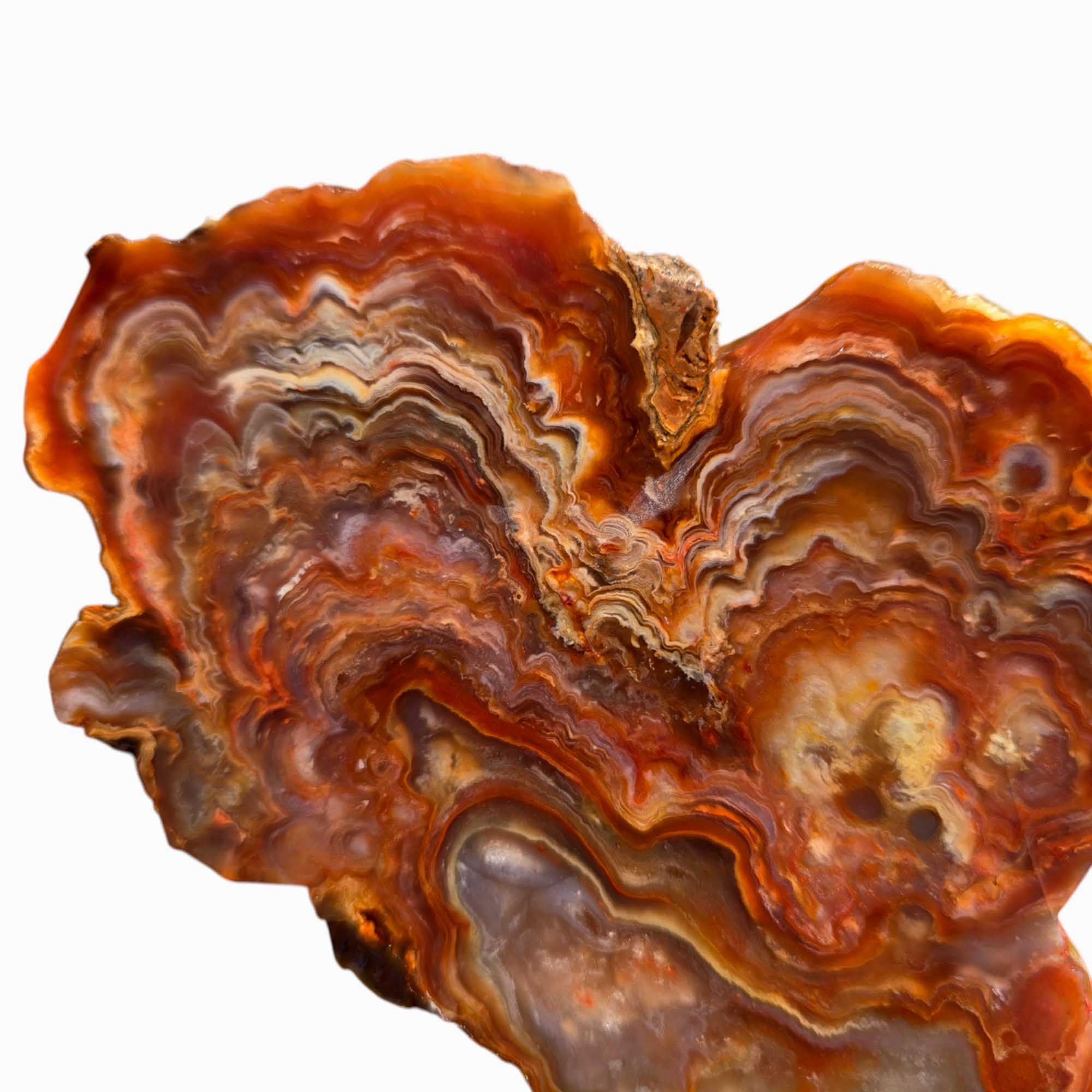 Fire Horizon Agate Slab – Mushroom Plume Lace & Quartz Inclusions