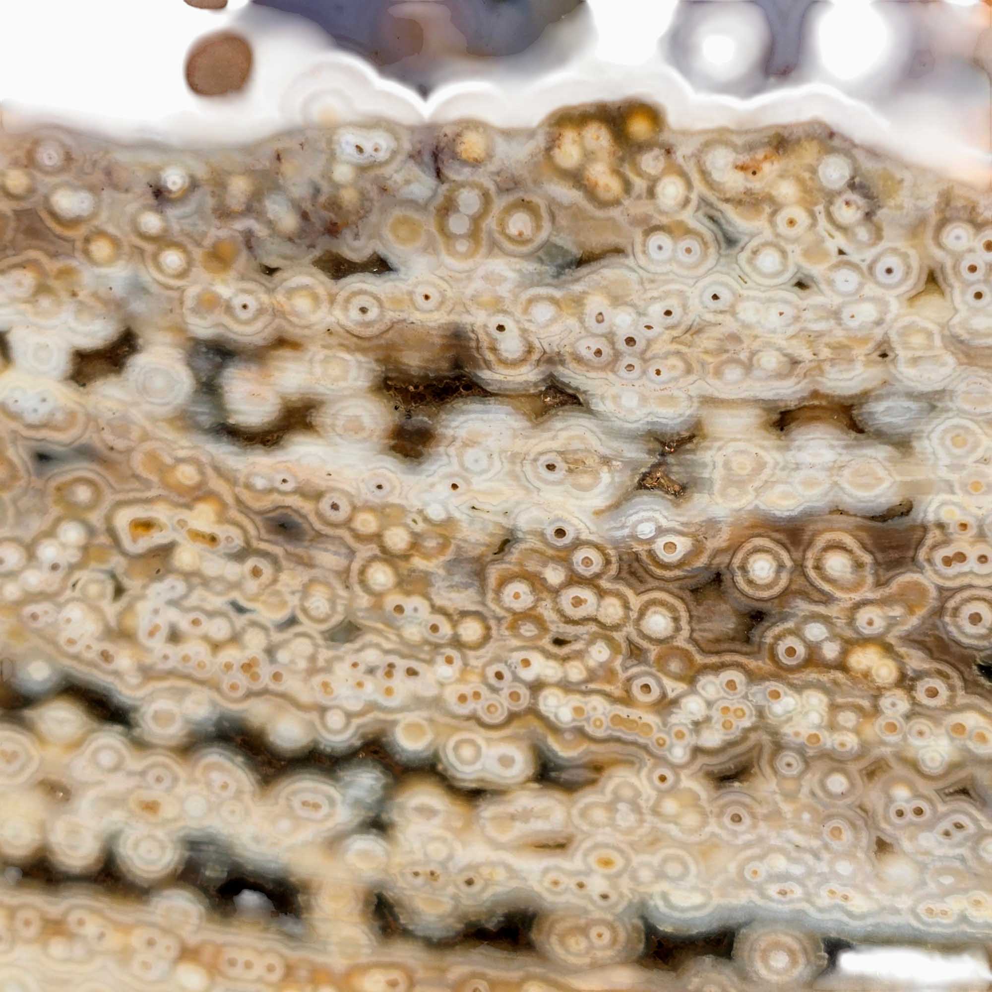 Old Stock Ocean Jasper Slab – Poppy Style Orbs & Pre-2000s Vein