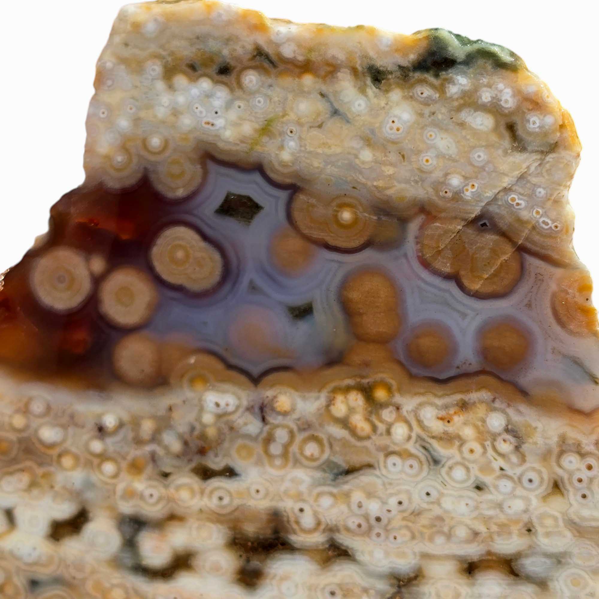 Old Stock Ocean Jasper Slab – Poppy Style Orbs & Pre-2000s Vein