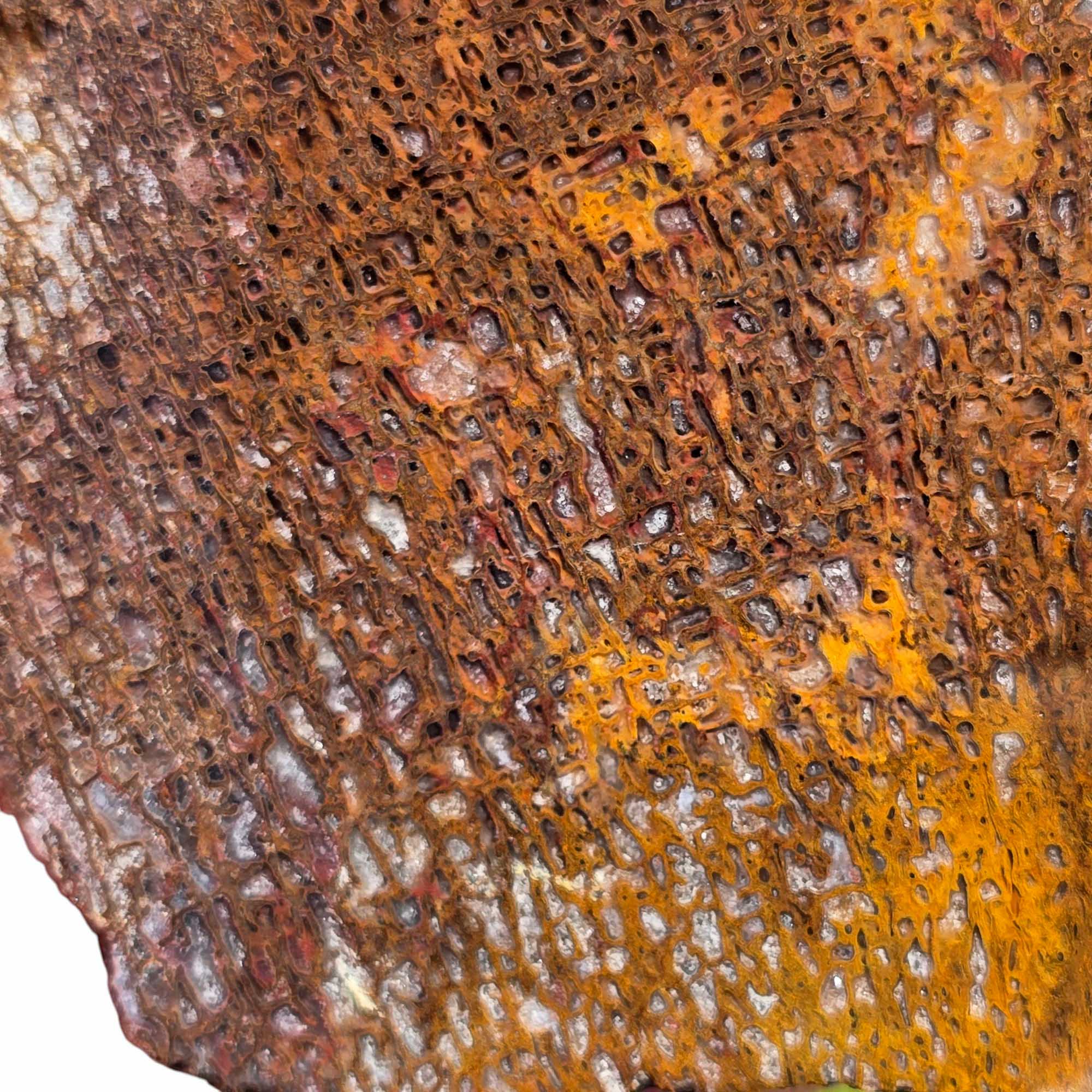 Gem Dinosaur Bone Slab Utah Calcite-Filled Cell Structure Fossil #3583-2