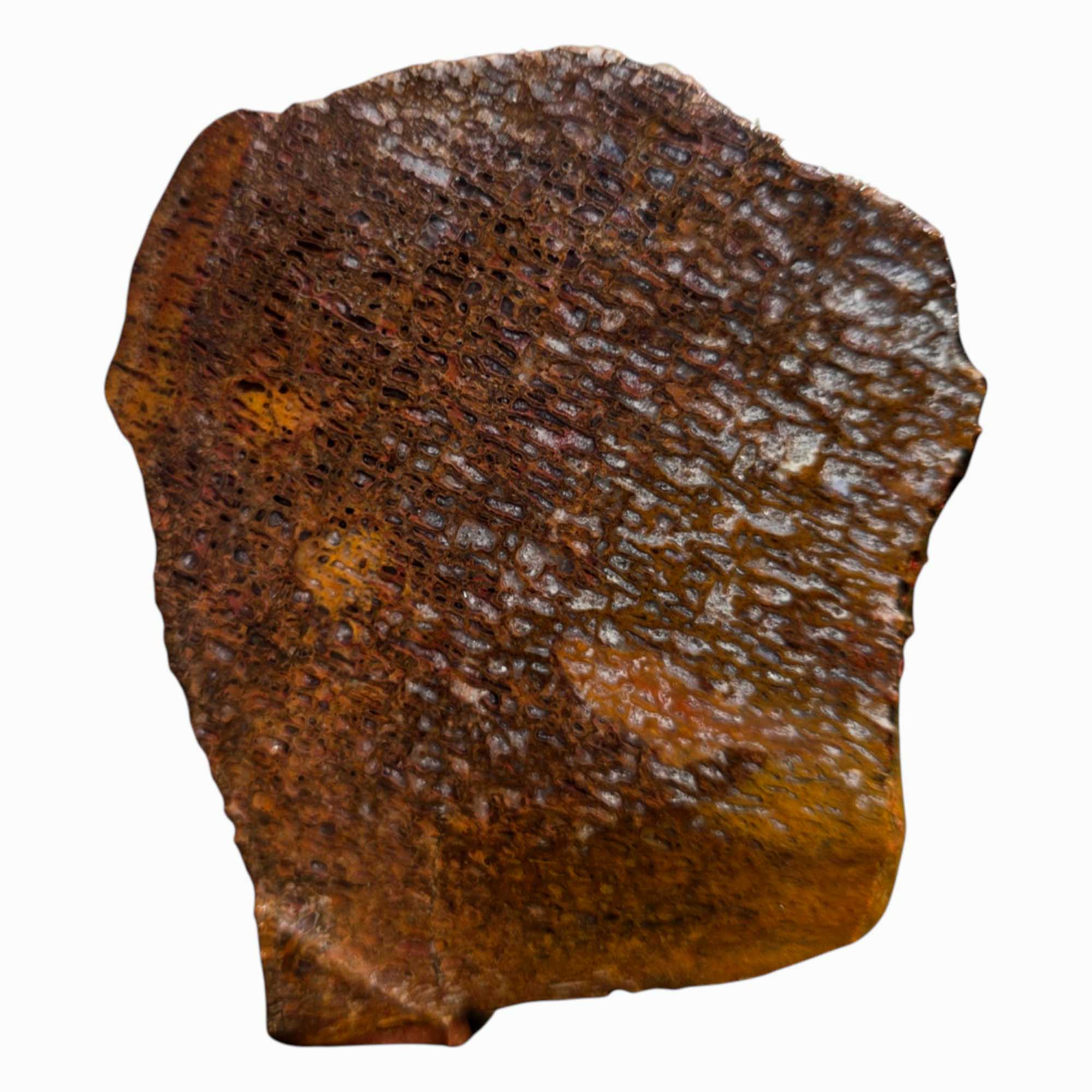 Gem Dinosaur Bone Slab Utah Calcite-Filled Cell Structure Fossil #3583-3