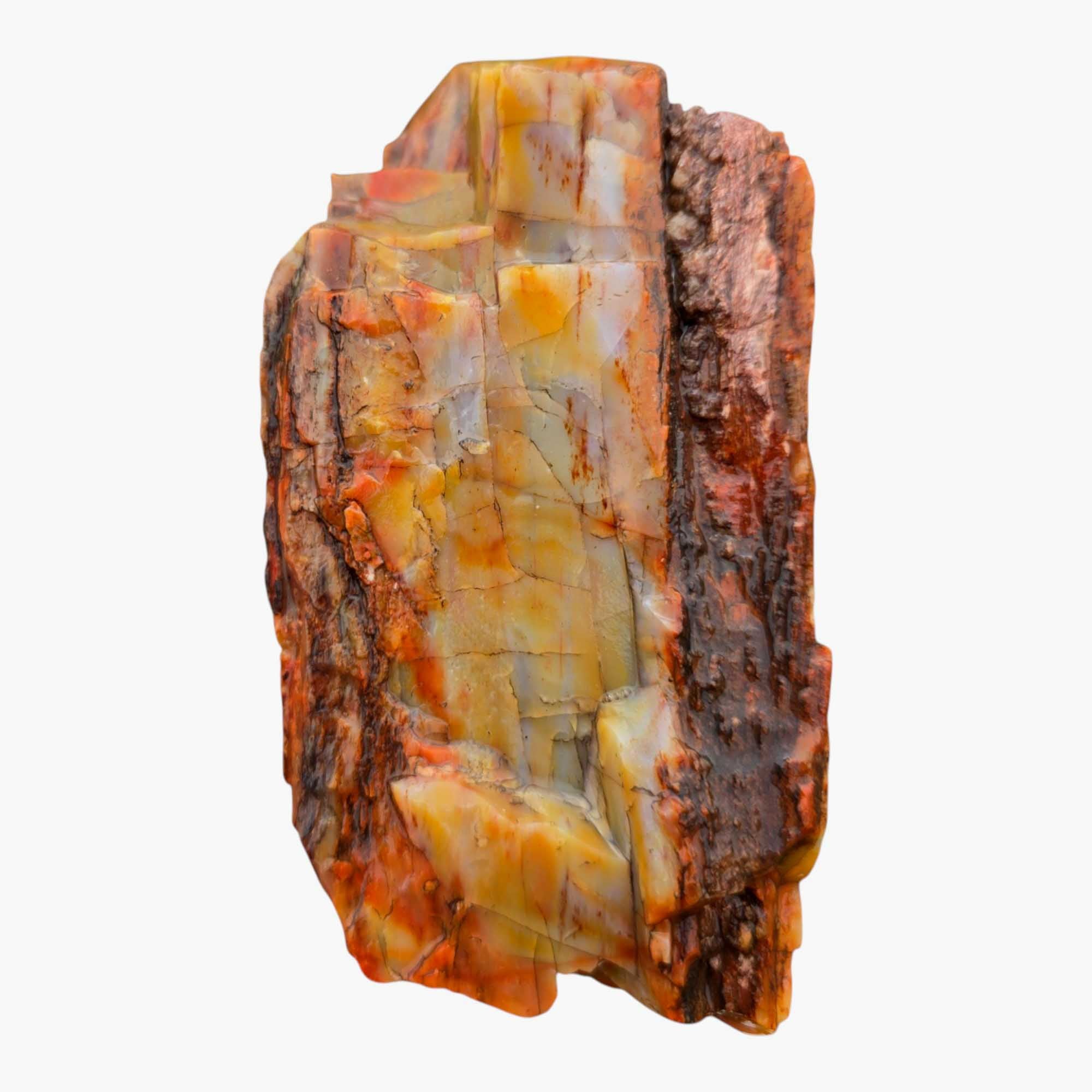 Arizona Rainbow Petrified Wood Rough – Fractured Specimen Bold Reds Purples #R911-5