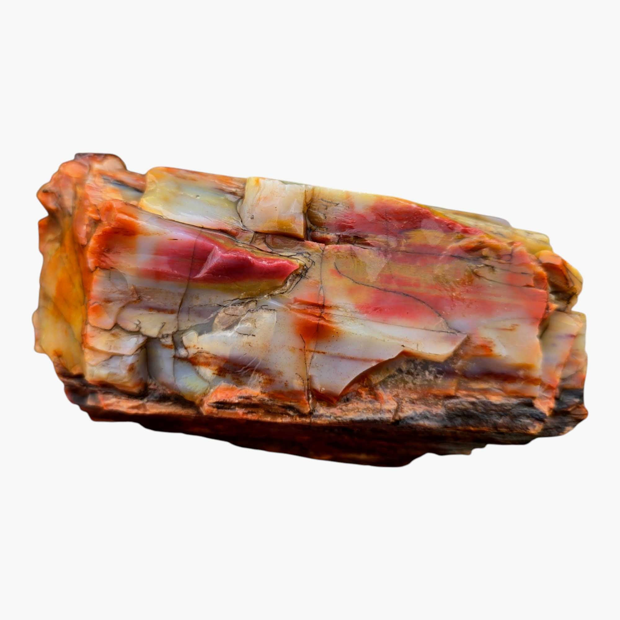 Arizona Rainbow Petrified Wood Rough – Fractured Specimen Bold Reds Purples #R911-8