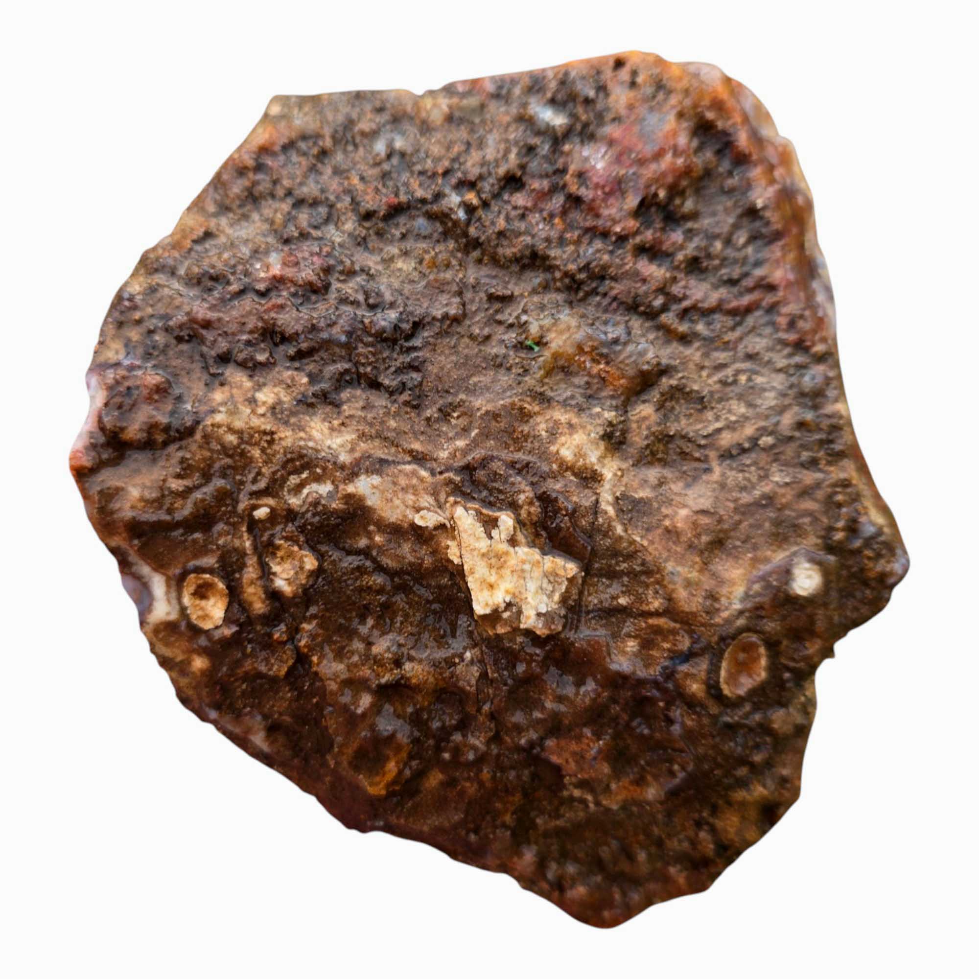 San Carlos Agate Rough – Orange Moss with Tube Botryoidal Top, Great for Cabbing