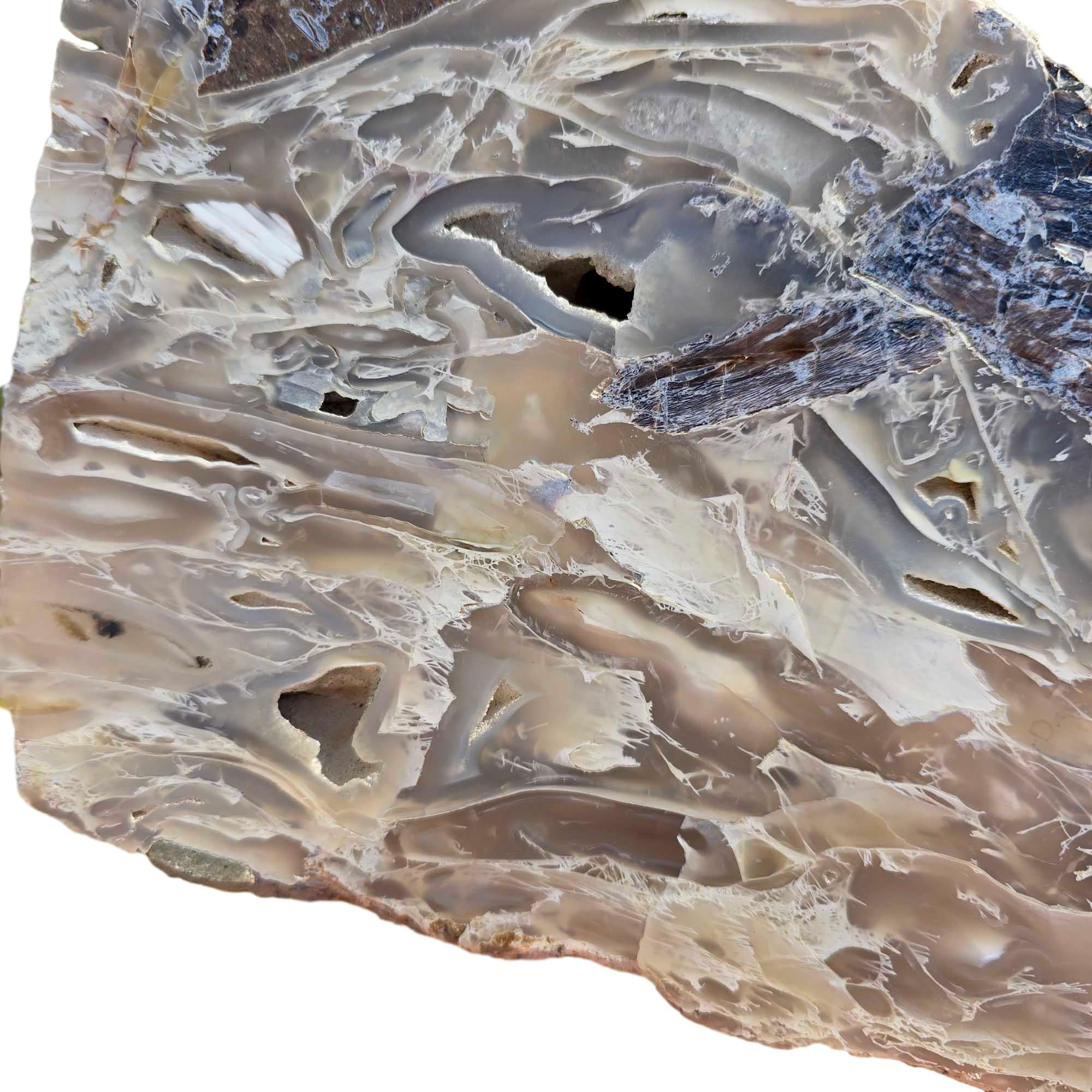 Polished Crooked River Limbcast Slab Dry – Rare Oregon Fossil Agate Tubes #R915-Photo2