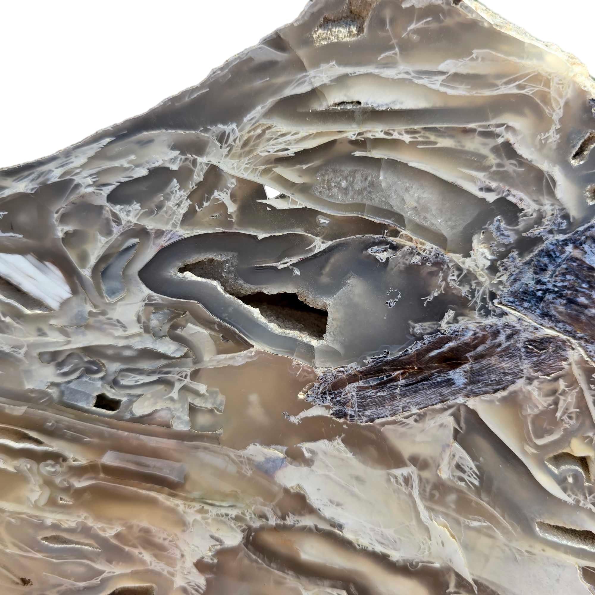 Polished Crooked River Limbcast Slab Dry – Rare Oregon Fossil Agate Tubes #R915-Photo3