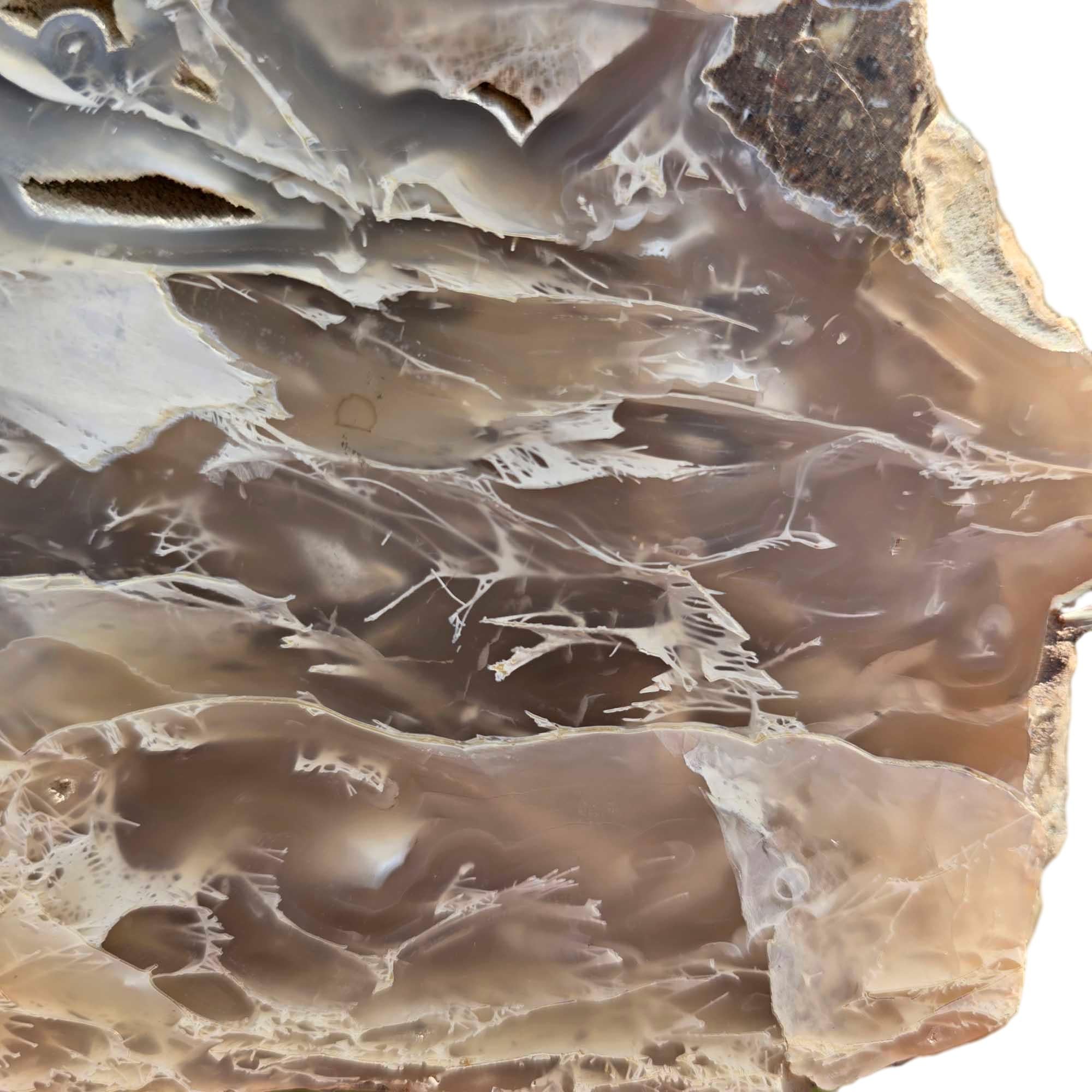 Polished Crooked River Limbcast Slab Dry – Rare Oregon Fossil Agate Tubes #R915-Photo4