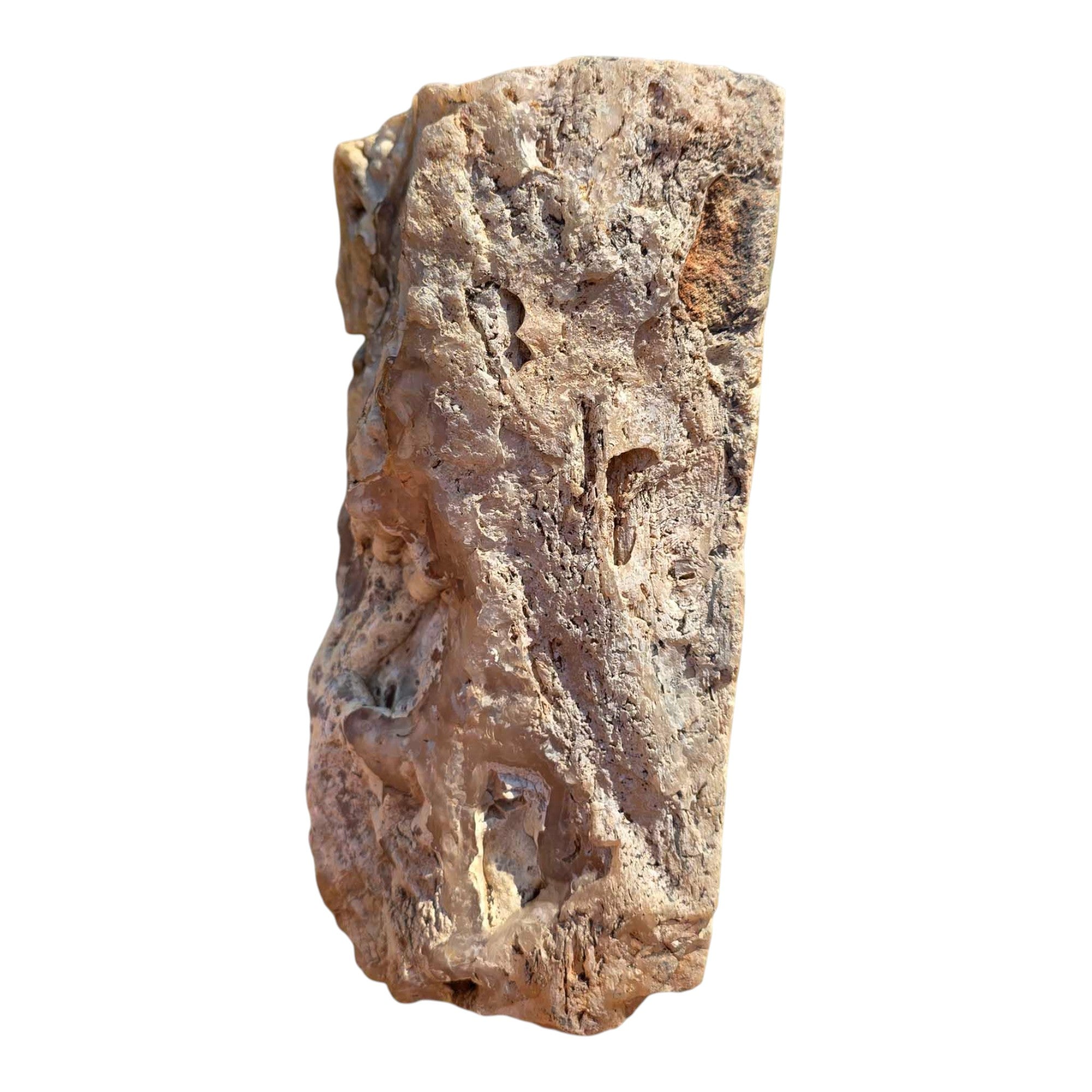 Polished Crooked River Limbcast Slab Dry – Rare Oregon Fossil Agate Tubes #R915-Photo5