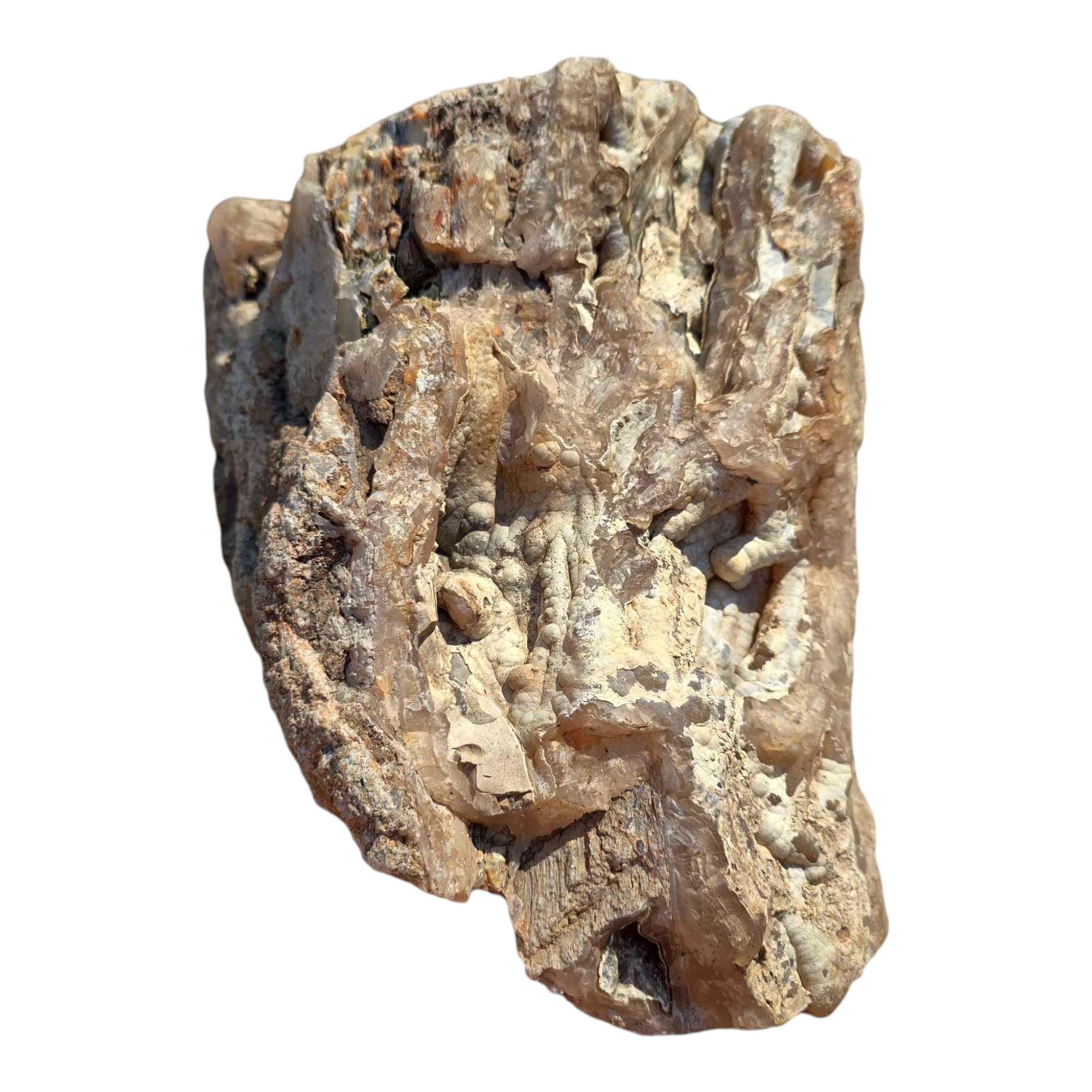 Polished Crooked River Limbcast Slab Dry – Rare Oregon Fossil Agate Tubes #R915-Photo6