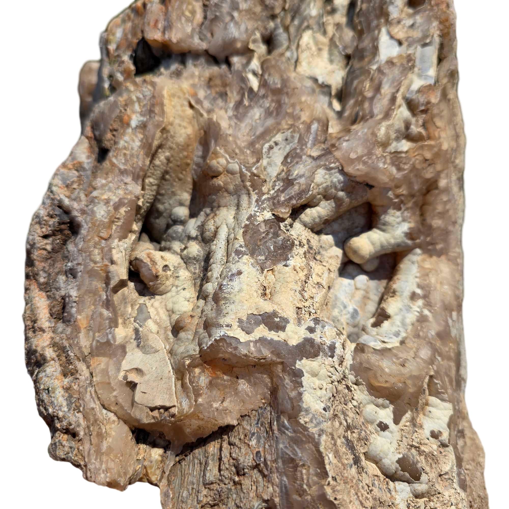 Polished Crooked River Limbcast Slab Dry – Rare Oregon Fossil Agate Tubes #R915-Photo7