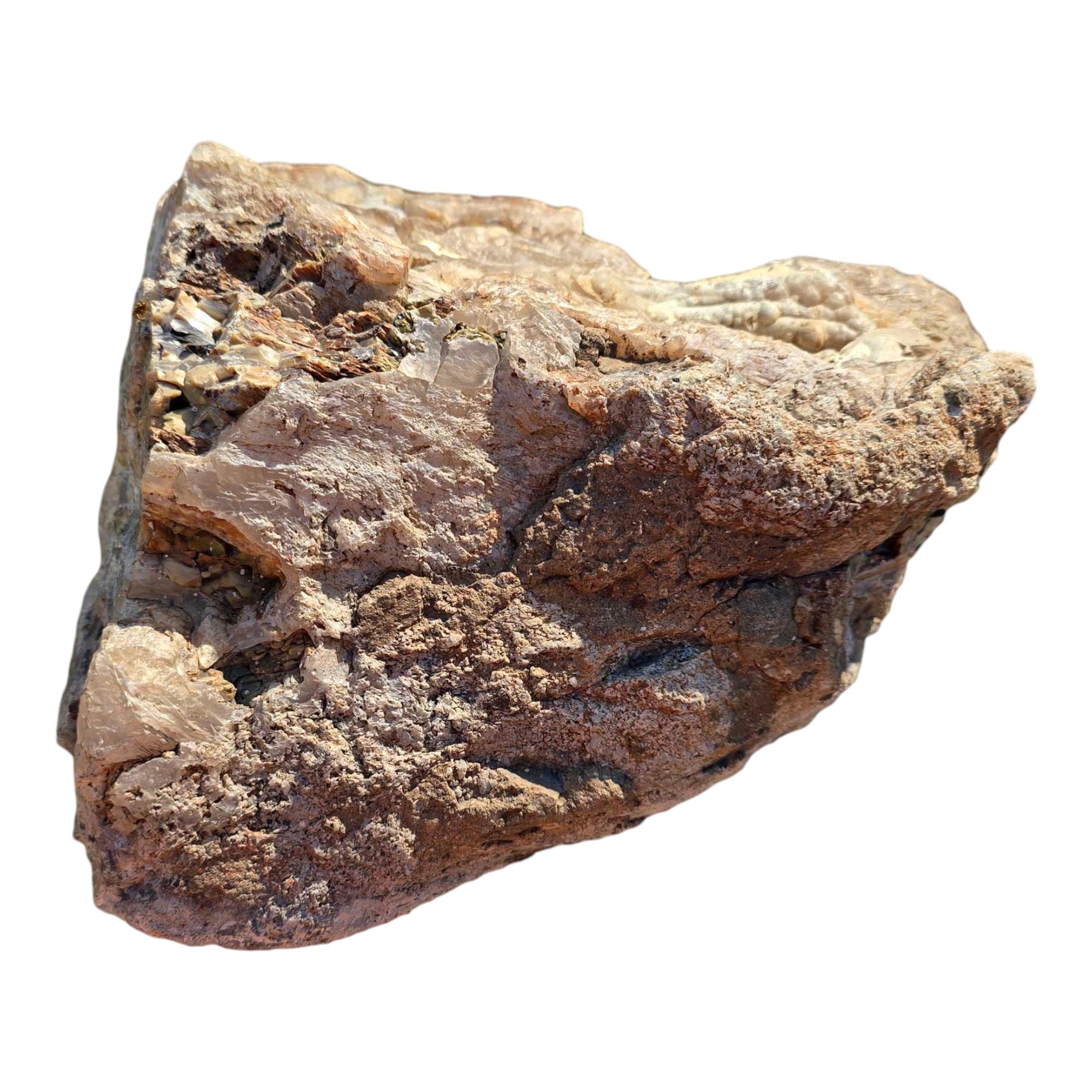 Polished Crooked River Limbcast Slab Dry – Rare Oregon Fossil Agate Tubes #R915-Photo9