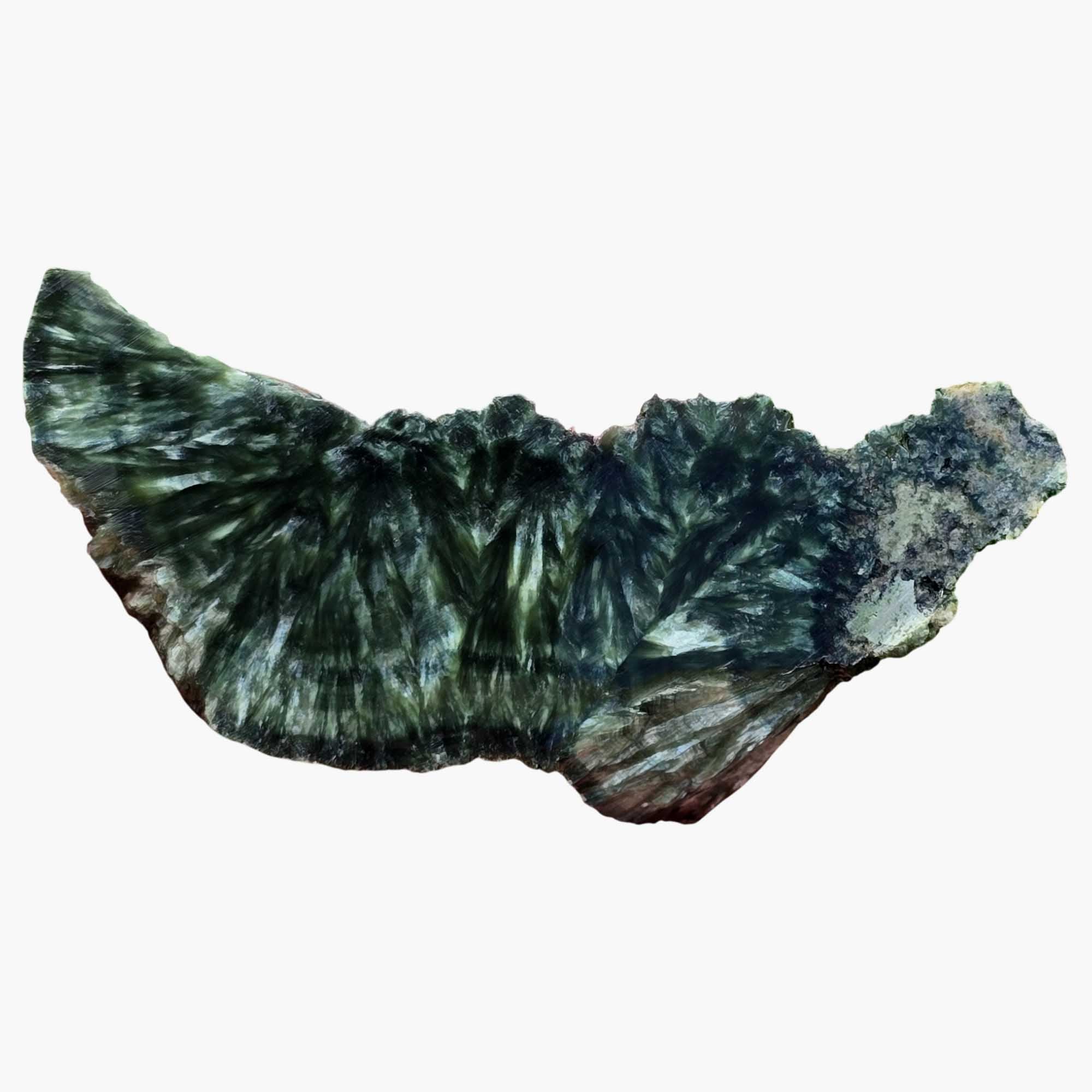 Seraphinite - Endcut Cut & Proven Green Feather Chatoyance Collector’s Piece