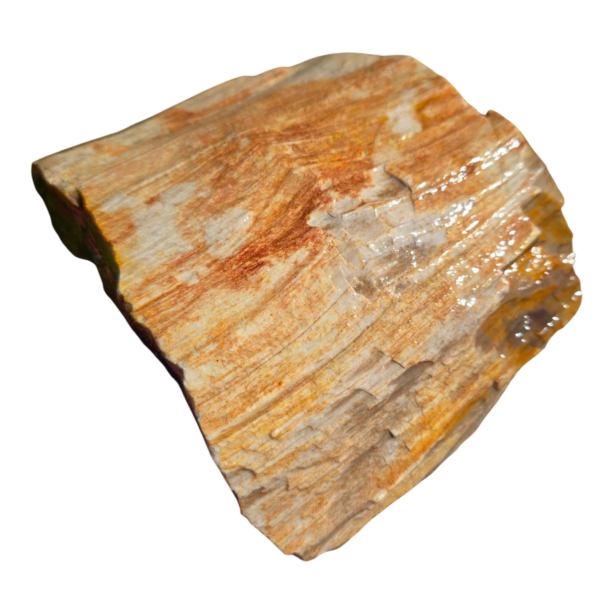 Pacific Northwest Petrified Wood Random Pull Saddle Mountain Specimen #8568411783402-9