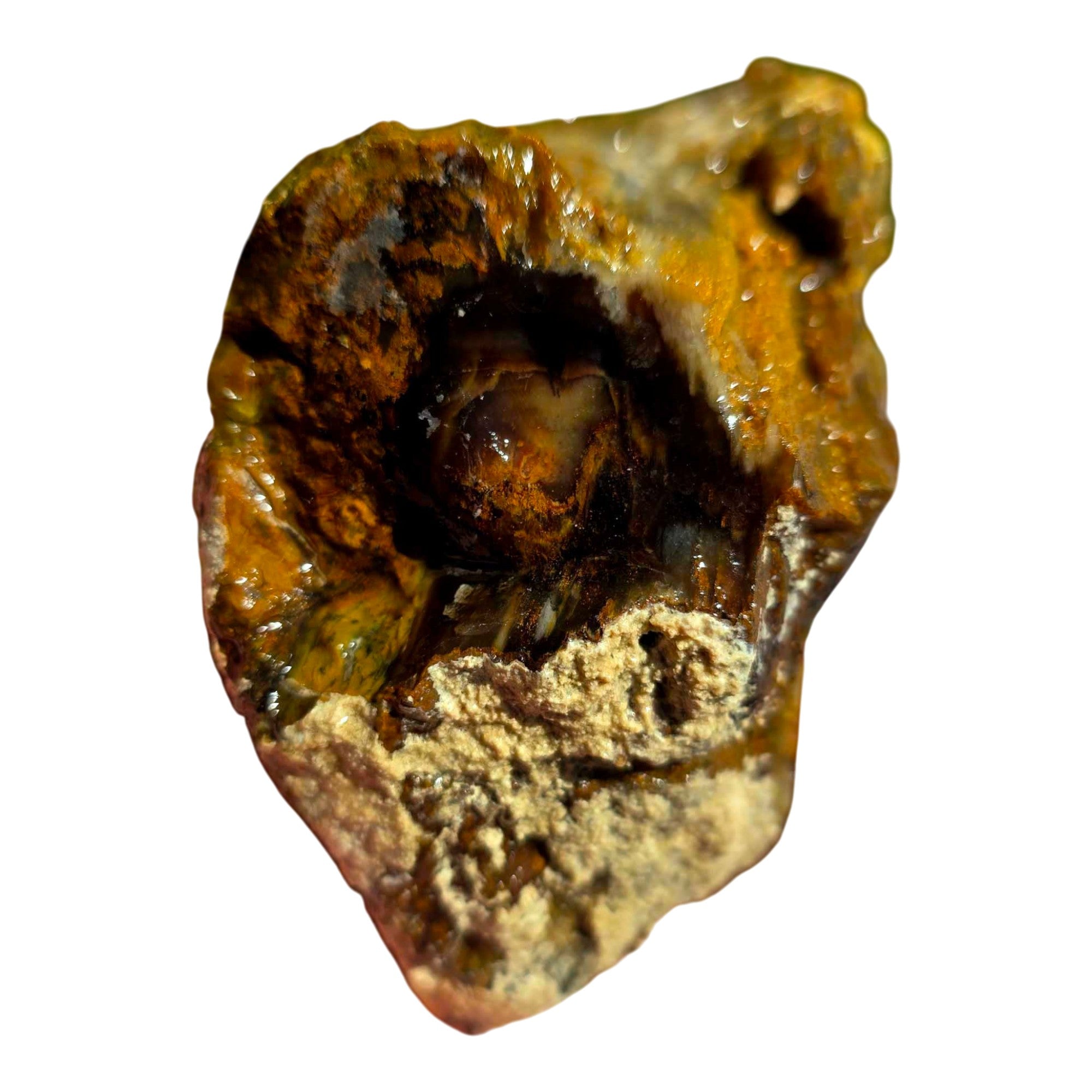 Pacific Northwest Petrified Wood Random Pull Saddle Mountain Specimen #8568411783402-10