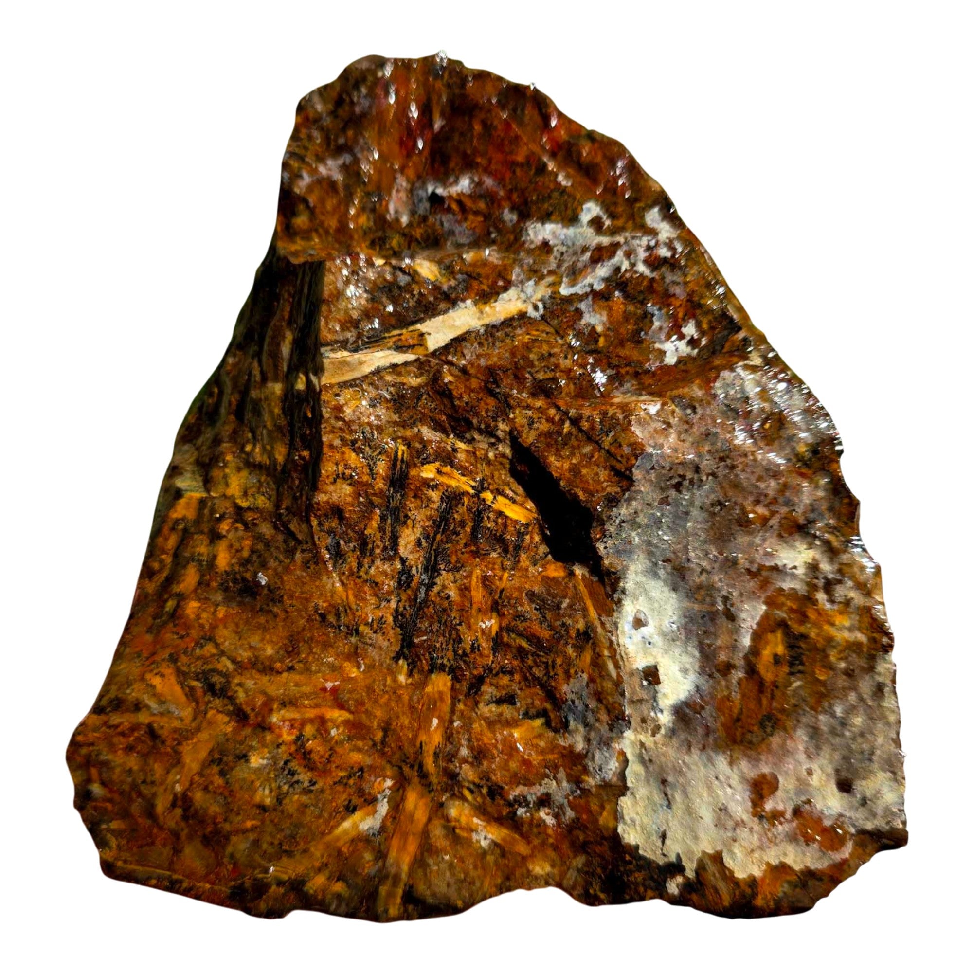 Pacific Northwest Petrified Wood Random Pull Saddle Mountain Specimen #8568411783402-14