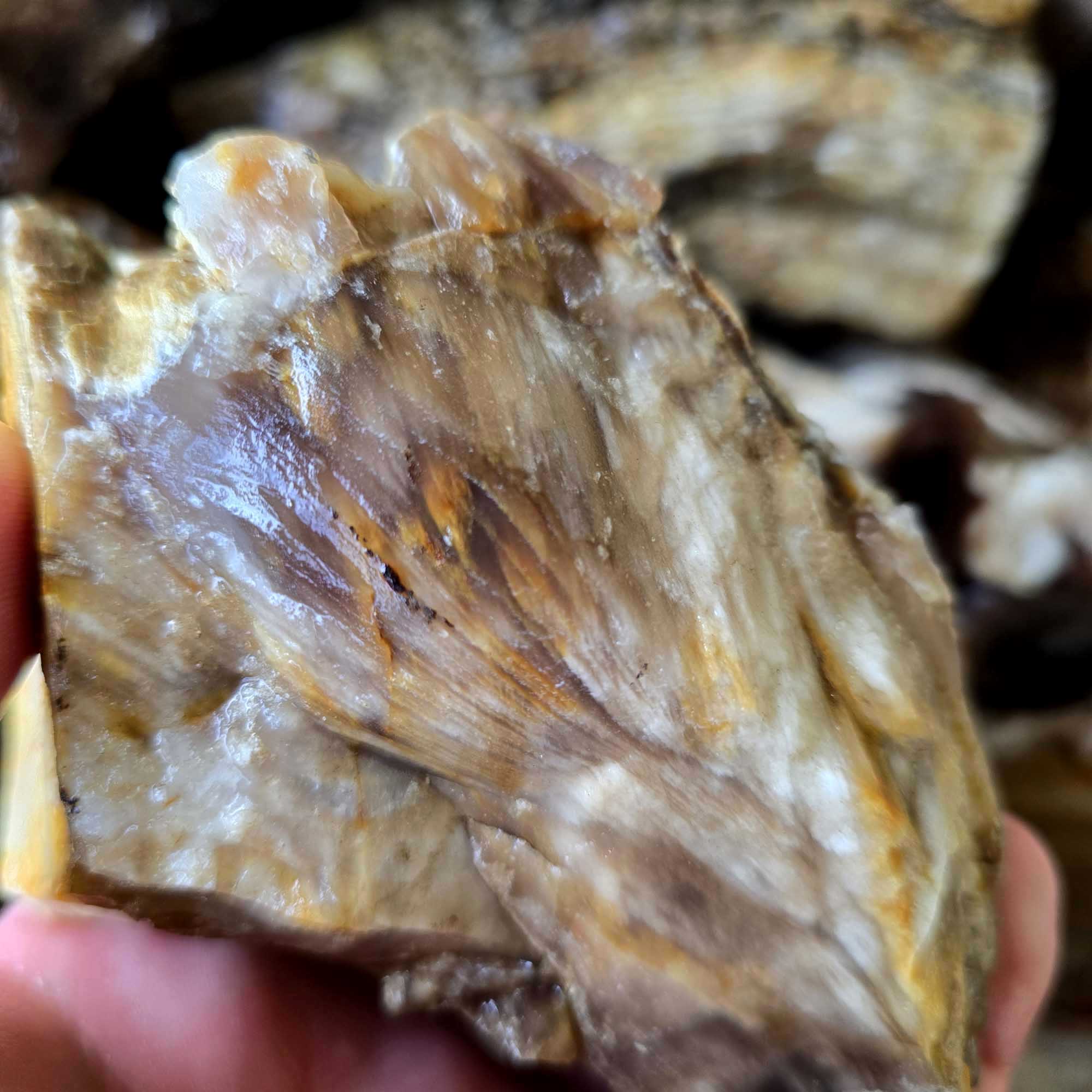 Saddle Mountain Petrified Wood Rough – Authentic Bark Grain Detail #F360-3