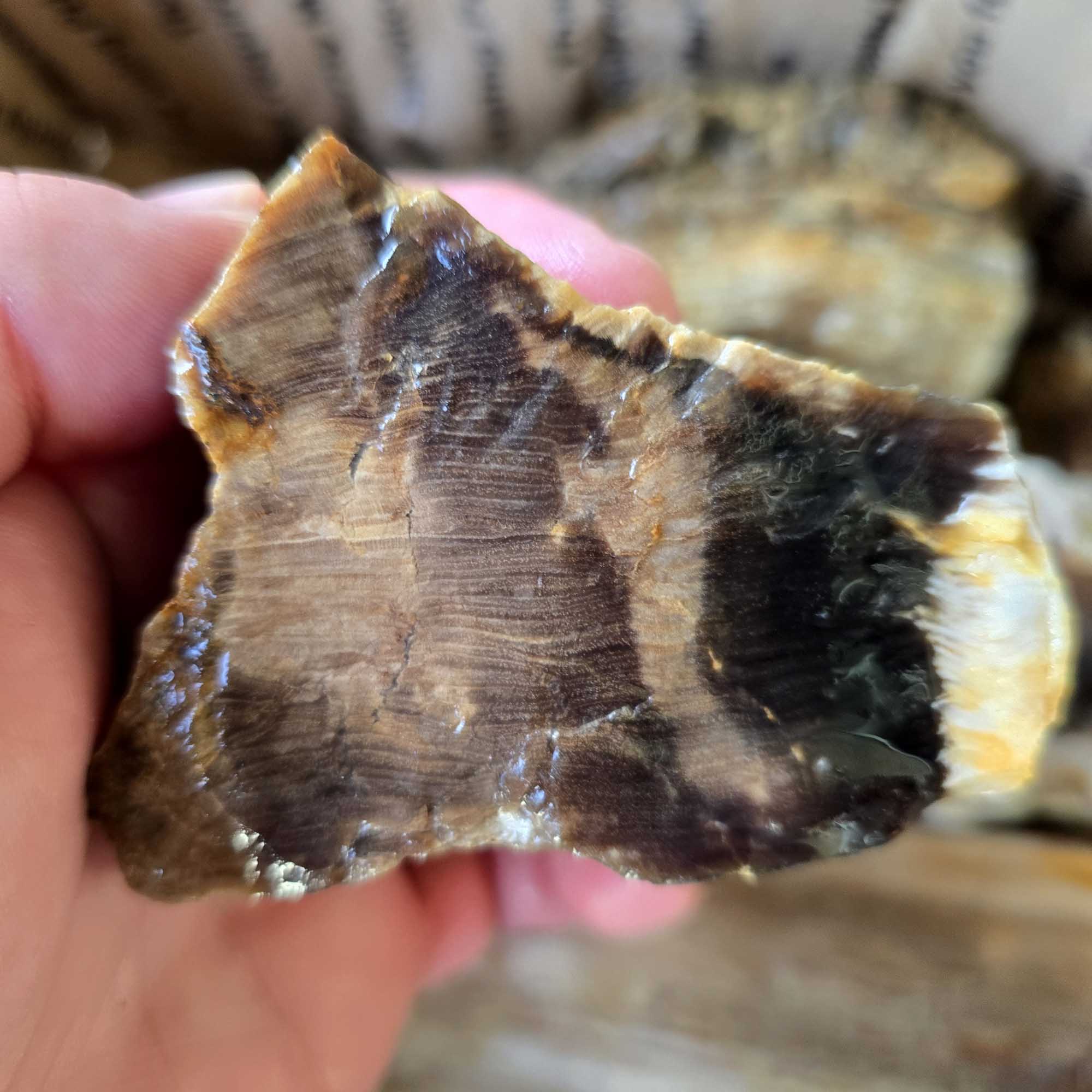 Saddle Mountain Petrified Wood Rough – Authentic Bark Grain Detail #F360-4