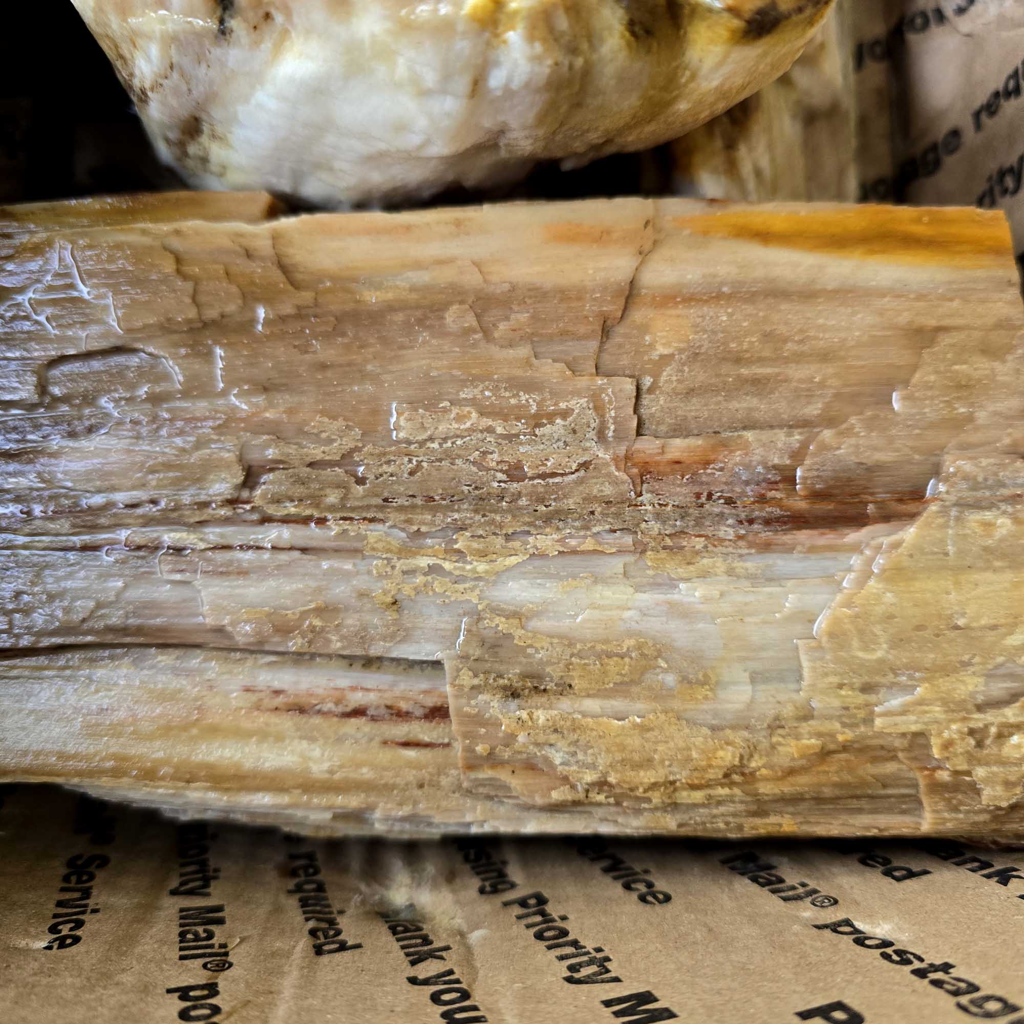 Saddle Mountain Petrified Wood Rough – Authentic Bark Grain Detail #F360-5