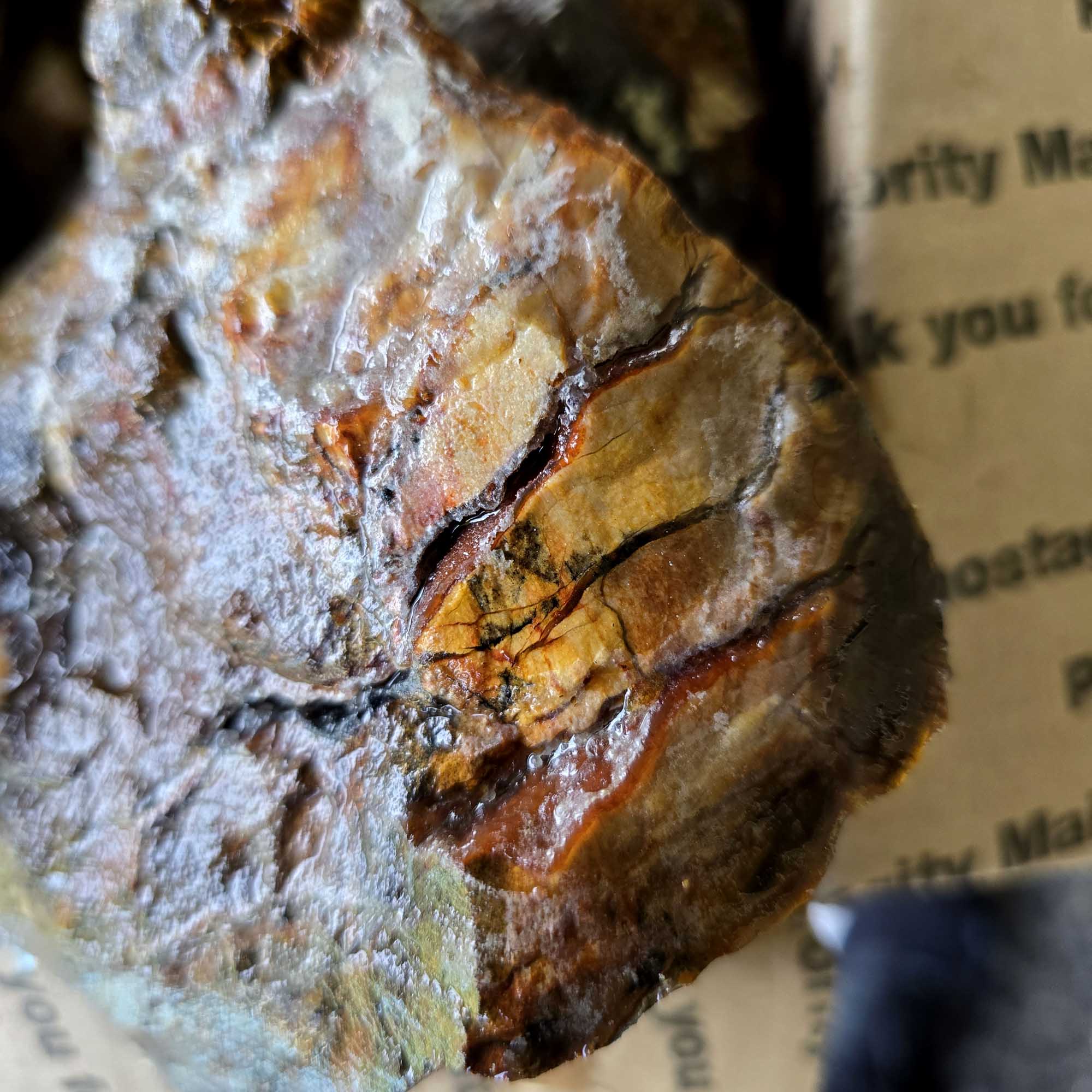 Saddle Mountain Petrified Wood Rough – Authentic Bark Grain Detail #F360-6