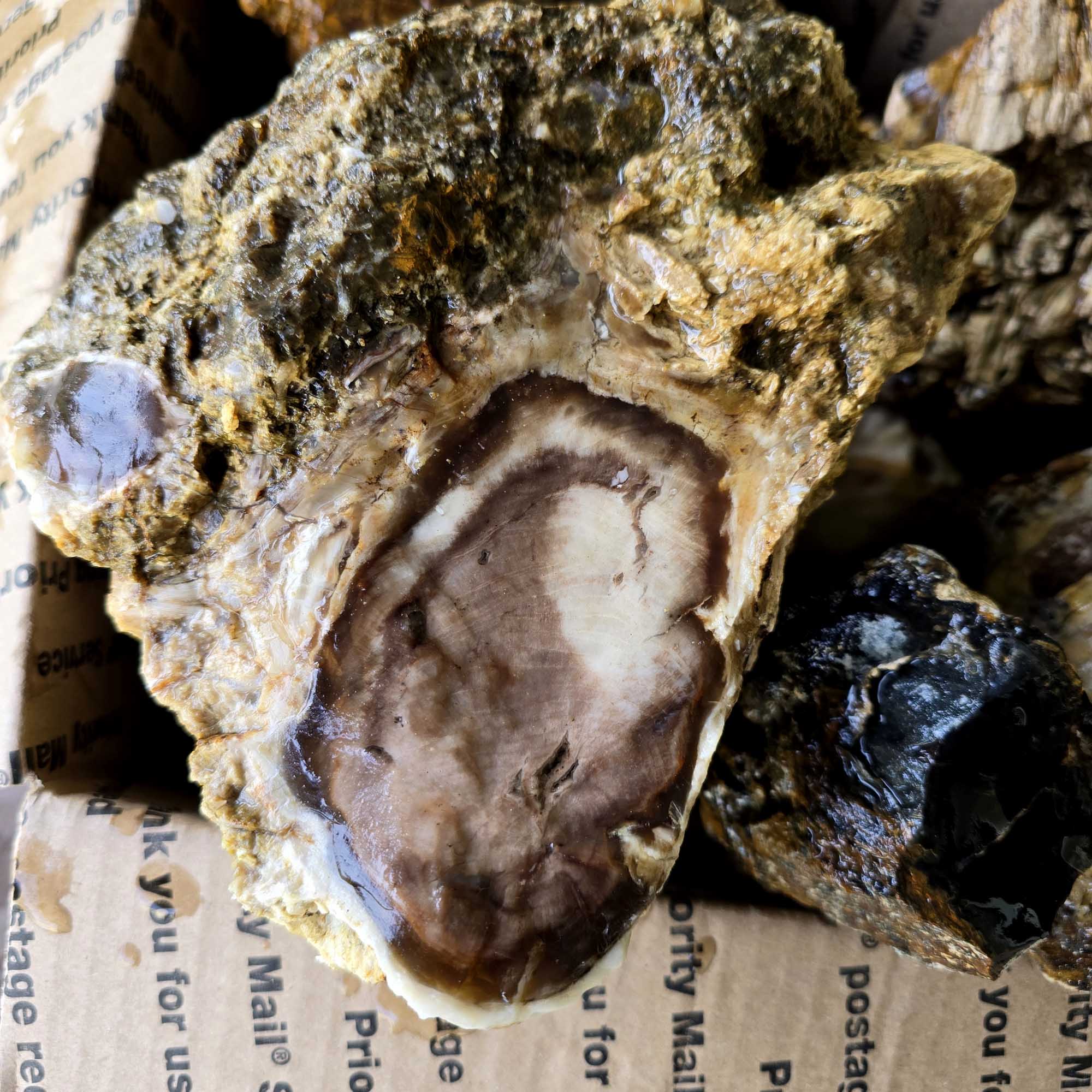 Saddle Mountain Petrified Wood Rough – Authentic Bark Grain Detail #F360-7