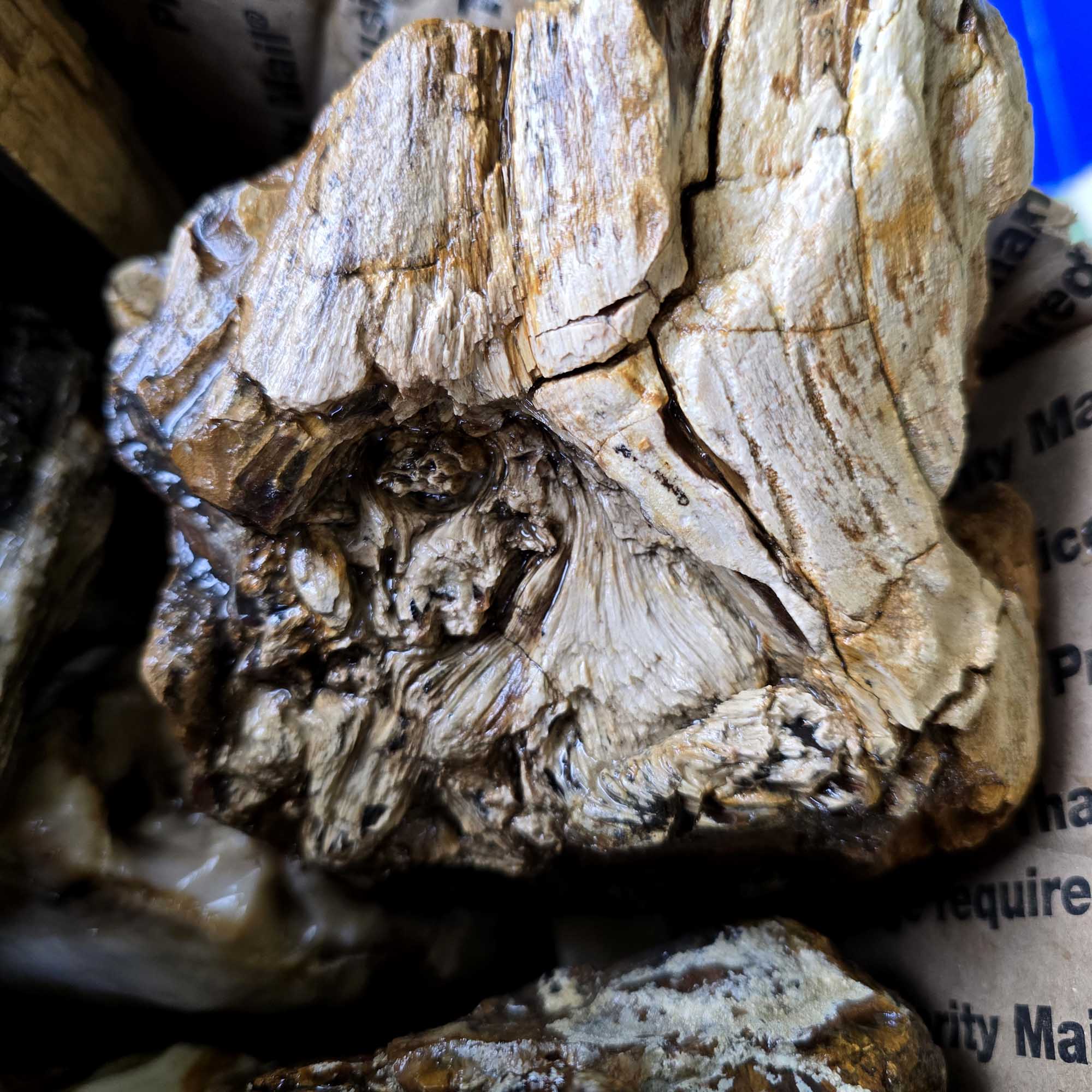 Saddle Mountain Petrified Wood Rough – Authentic Bark Grain Detail #F360-8