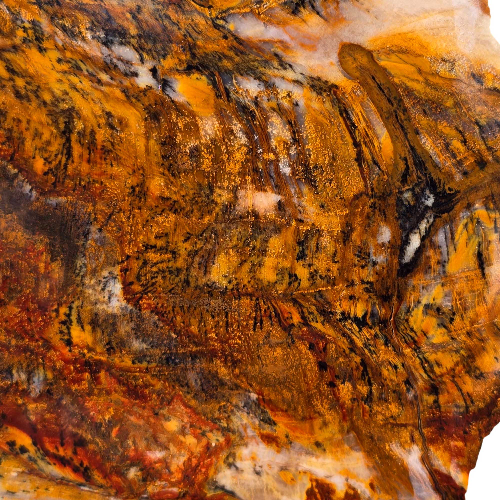 Saddle Mountain Petrified Wood Slab – Black Dendrites Washington Fossil #3620-Photo5