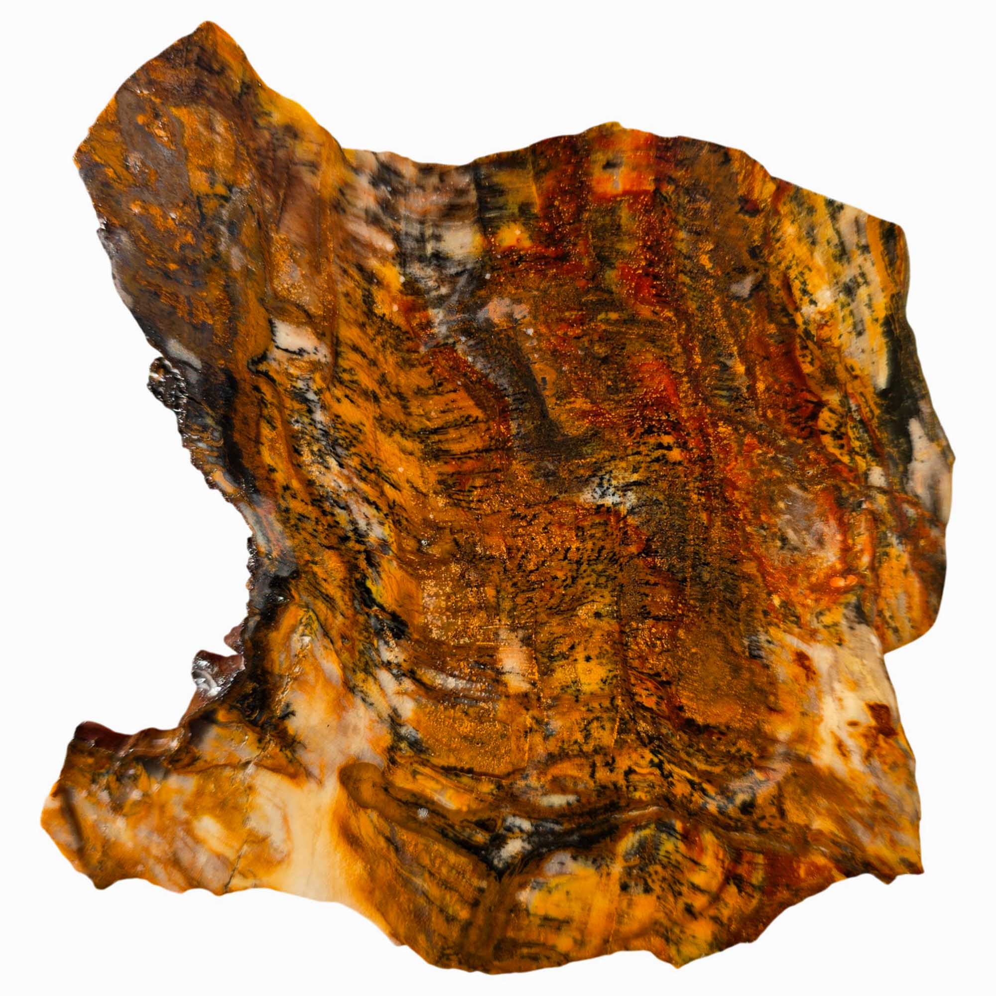 Saddle Mountain Petrified Wood Slab – Black Dendrites Washington Fossil #3620-Photo4