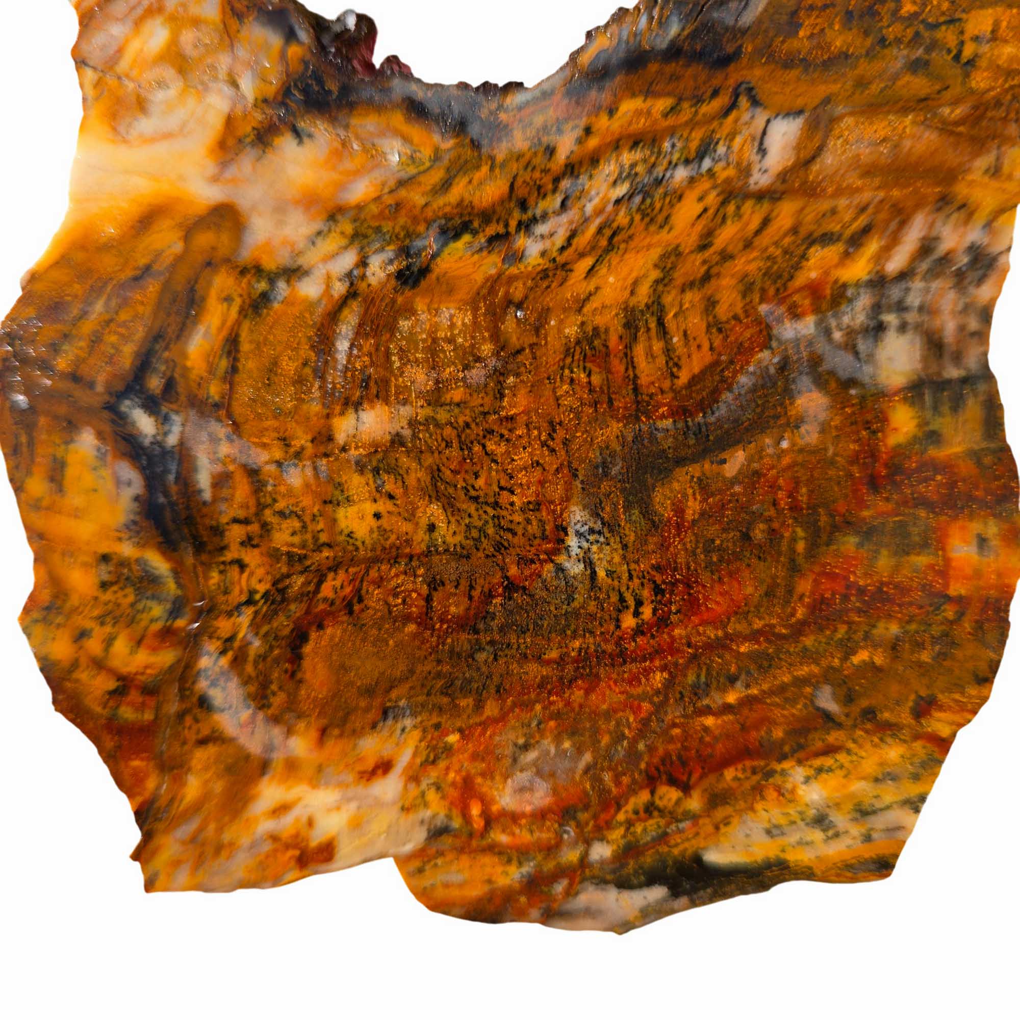 Saddle Mountain Petrified Wood Slab – Black Dendrites Washington Fossil #3620-Photo3