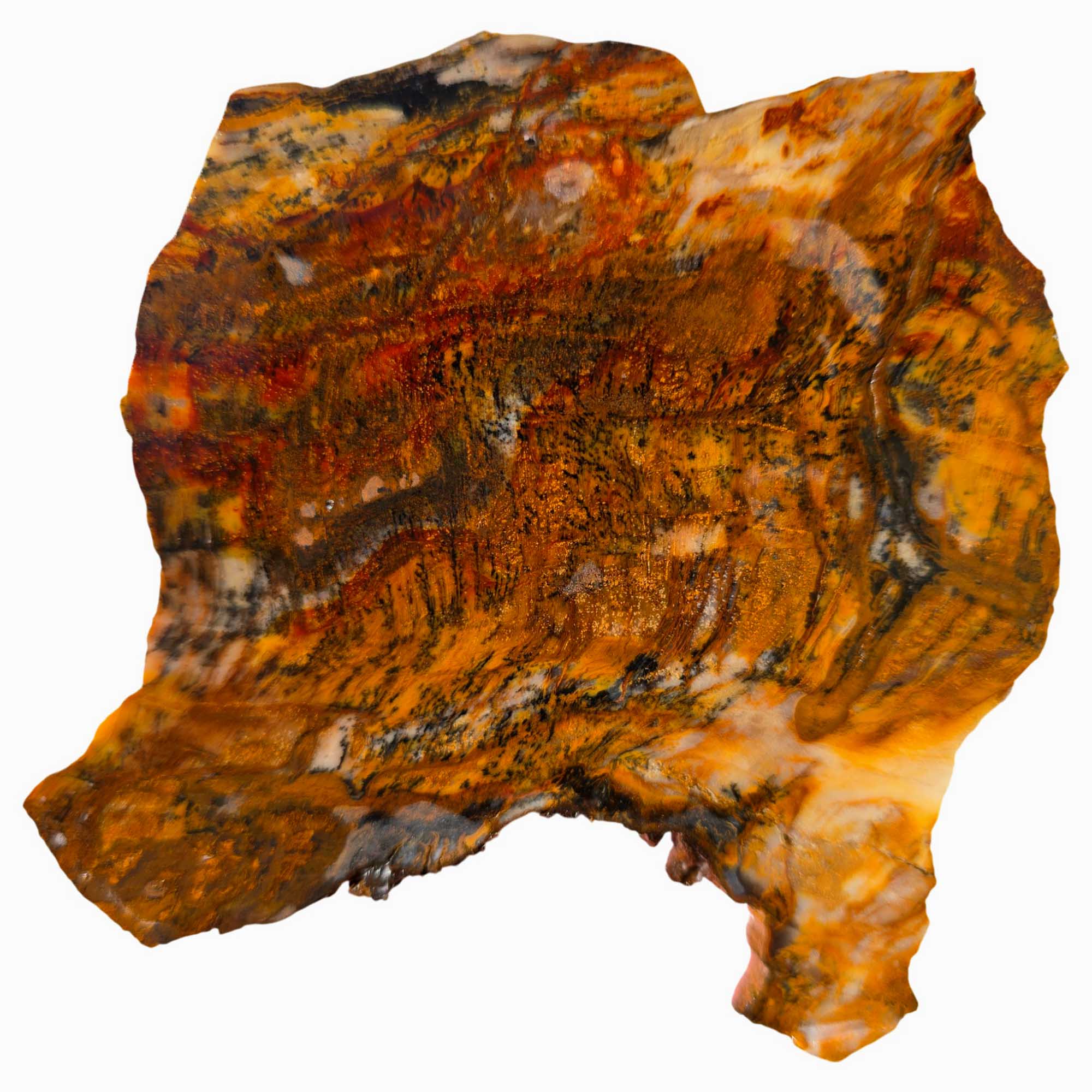 Saddle Mountain Petrified Wood Slab – Black Dendrites Washington Fossil #3620-Photo2