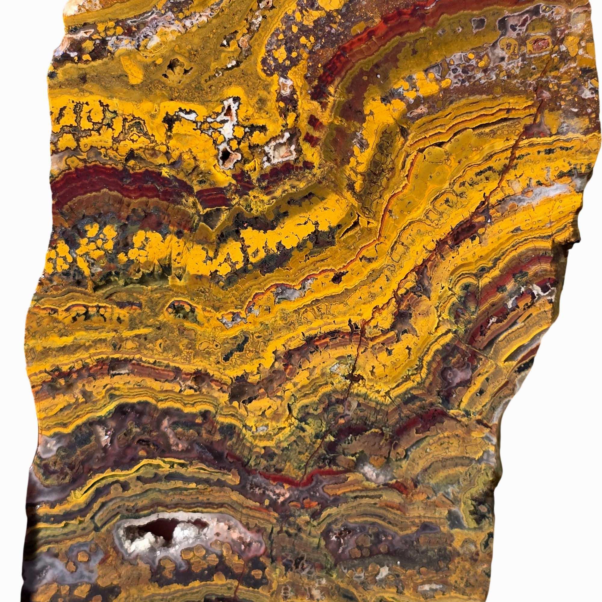 Apple Valley Jasper Slab Fossil Stromatolite with Hematite Flower Patterns