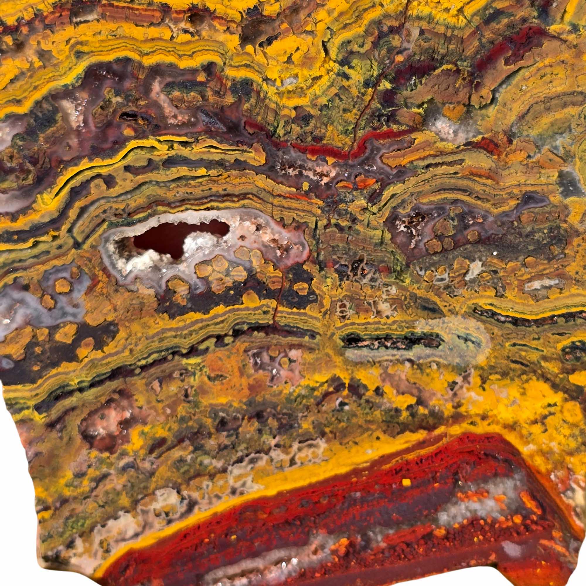 Apple Valley Jasper Slab Fossil Stromatolite with Hematite Flower Patterns