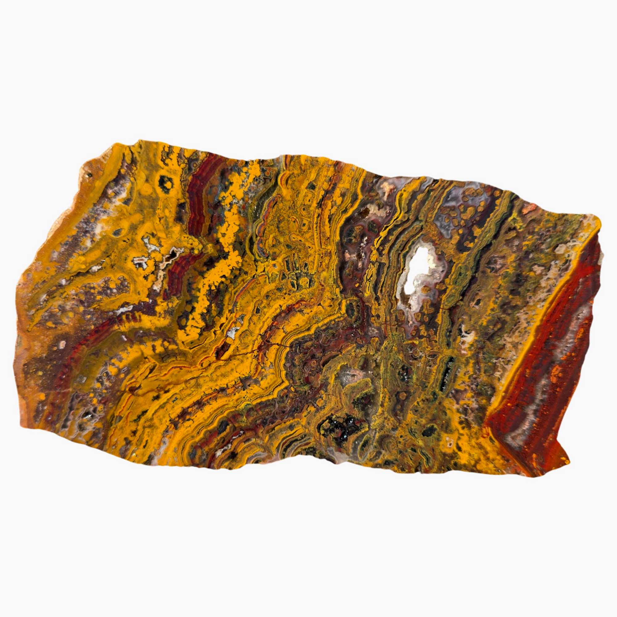 Apple Valley Jasper Slab Fossil Stromatolite with Hematite Flower Patterns