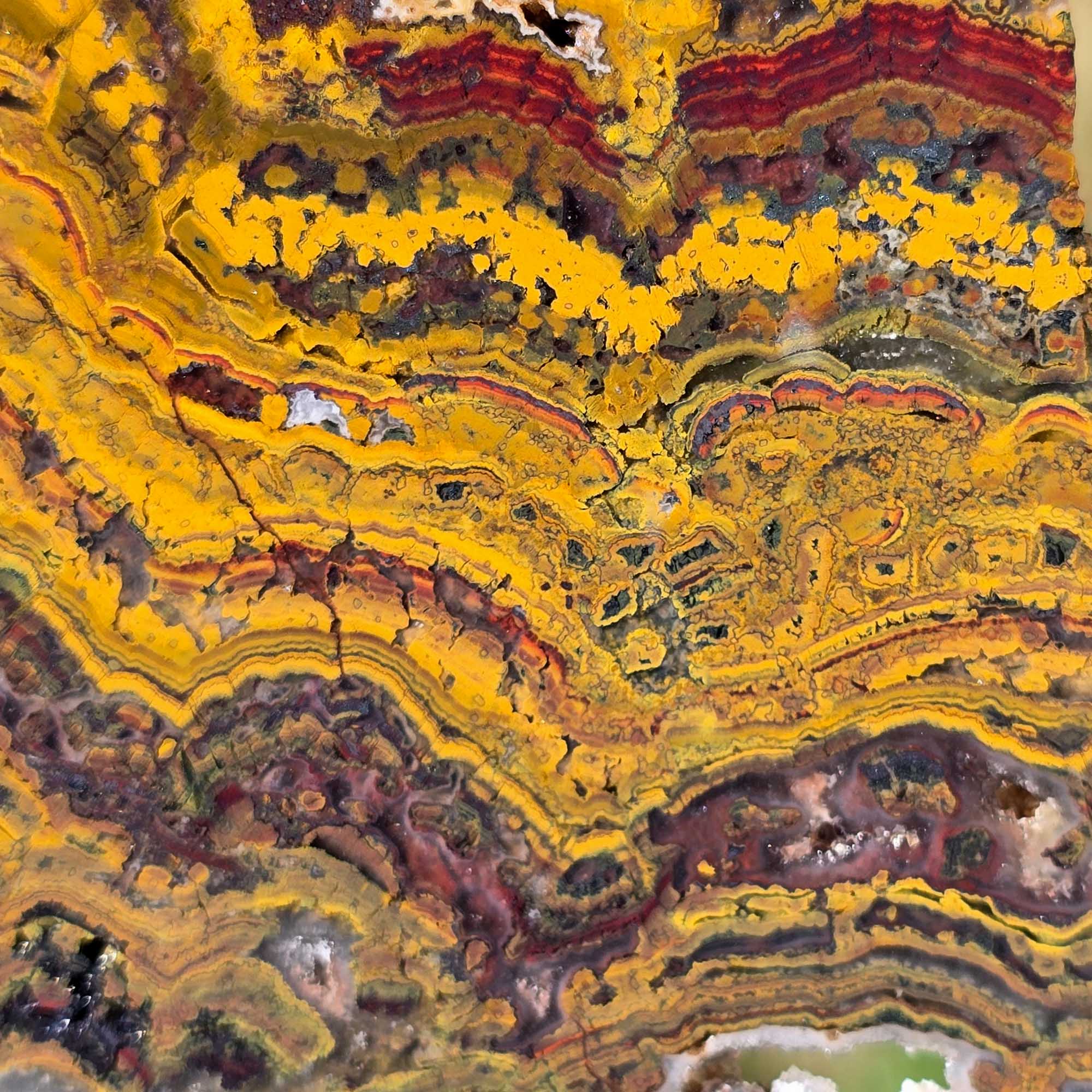 Apple Valley Jasper Slab Fossil Stromatolite with Hematite Flower Patterns