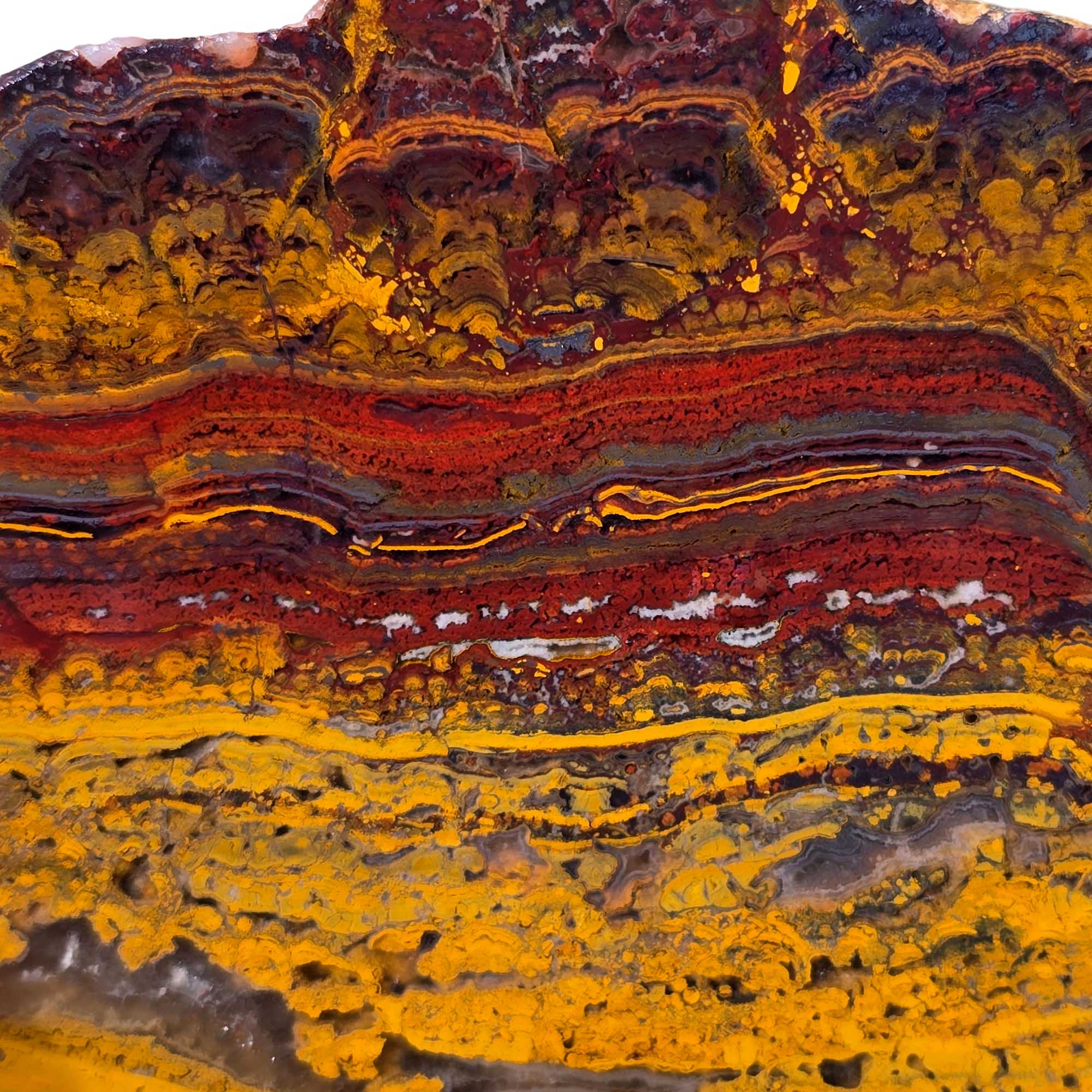 Apple Valley Jasper Slab – Wavy Red Oolitic Hematite Flowers – Sahara