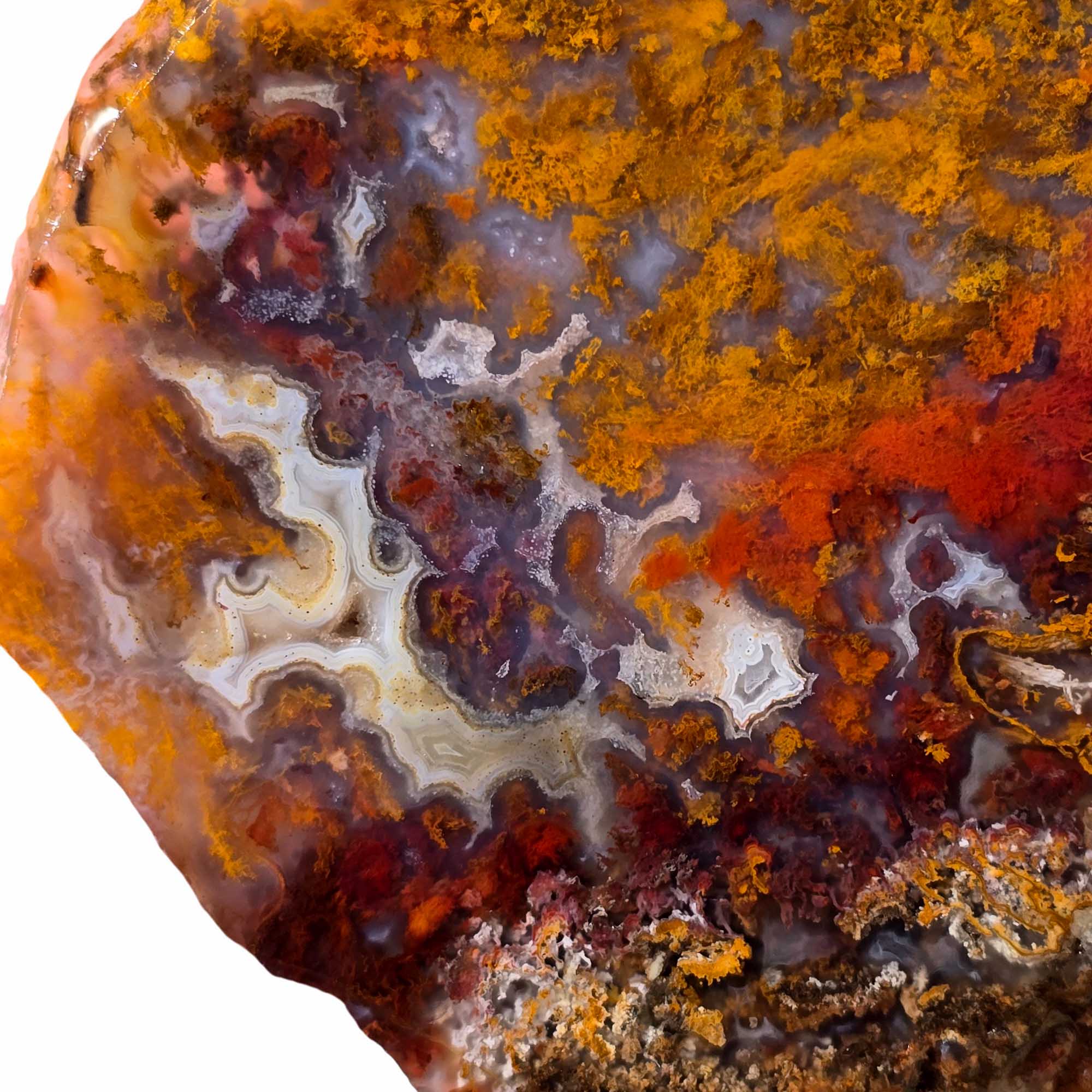 San Carlos Agate Slab – Bright Red Gold Orange Moss – Mexico High Contrast