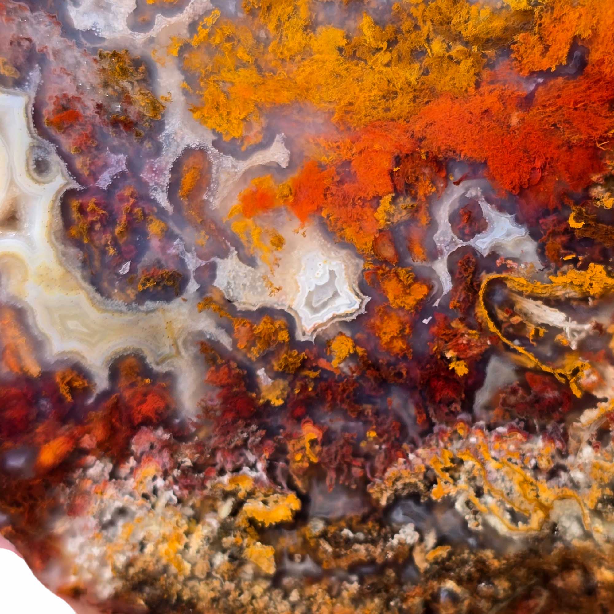 San Carlos Agate Slab – Bright Red Gold Orange Moss – Mexico High Contrast